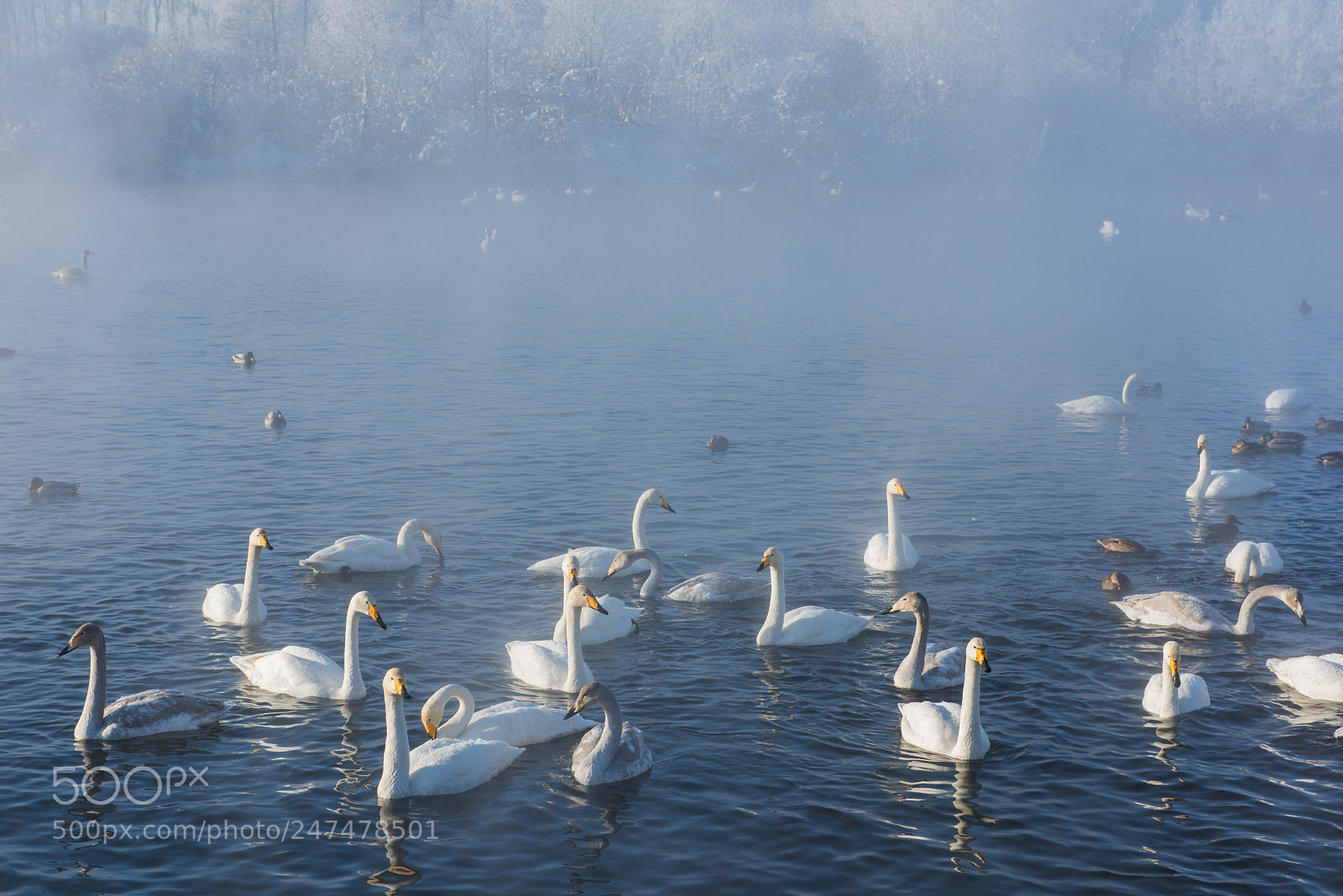 Nikon D810 sample photo. Beautiful white whooping swans photography