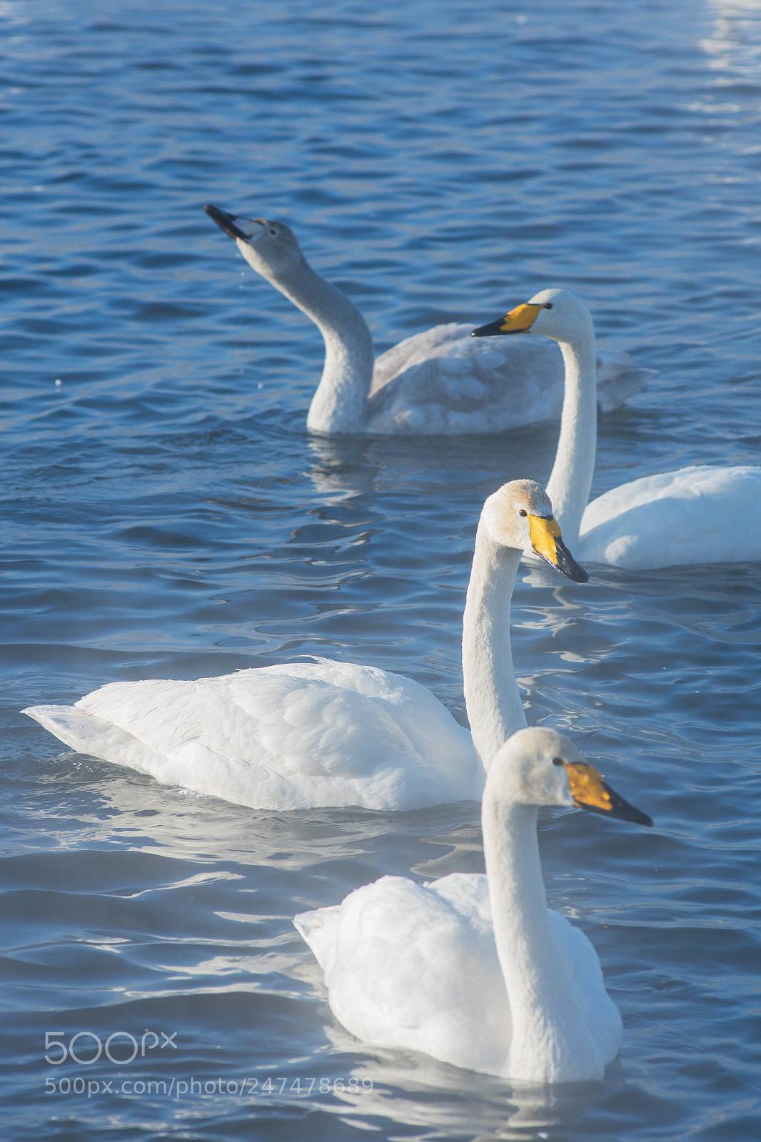 Nikon D810 sample photo. Beautiful white whooping swans photography