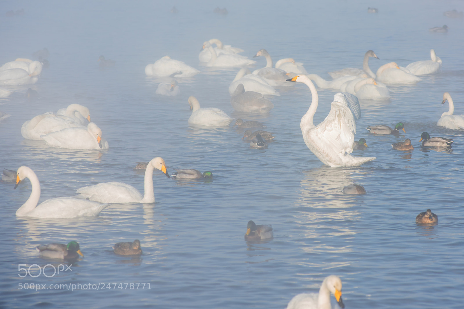 Nikon D810 sample photo. Beautiful white whooping swans photography