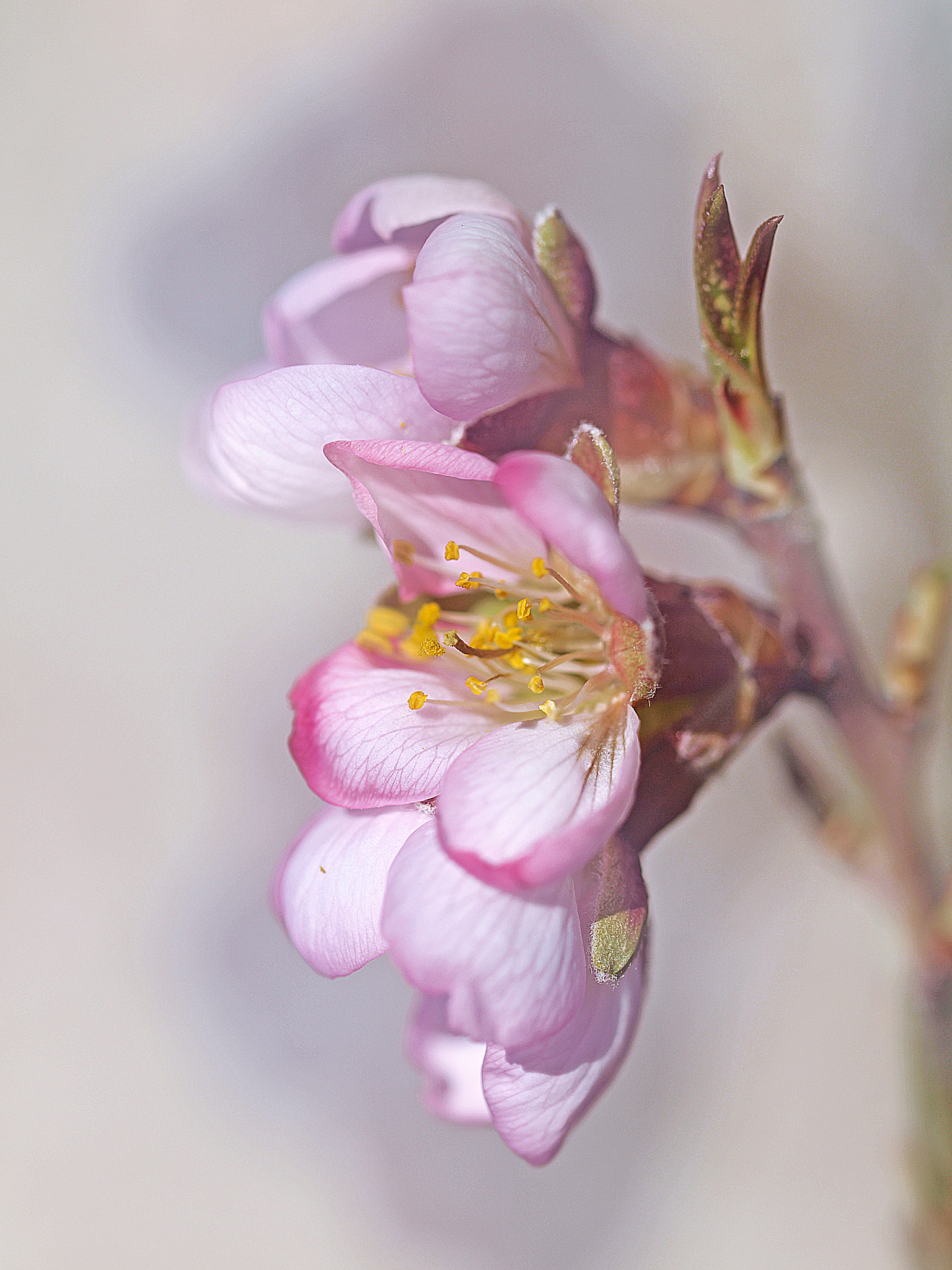 Olympus E-30 sample photo. Ramillete. photography