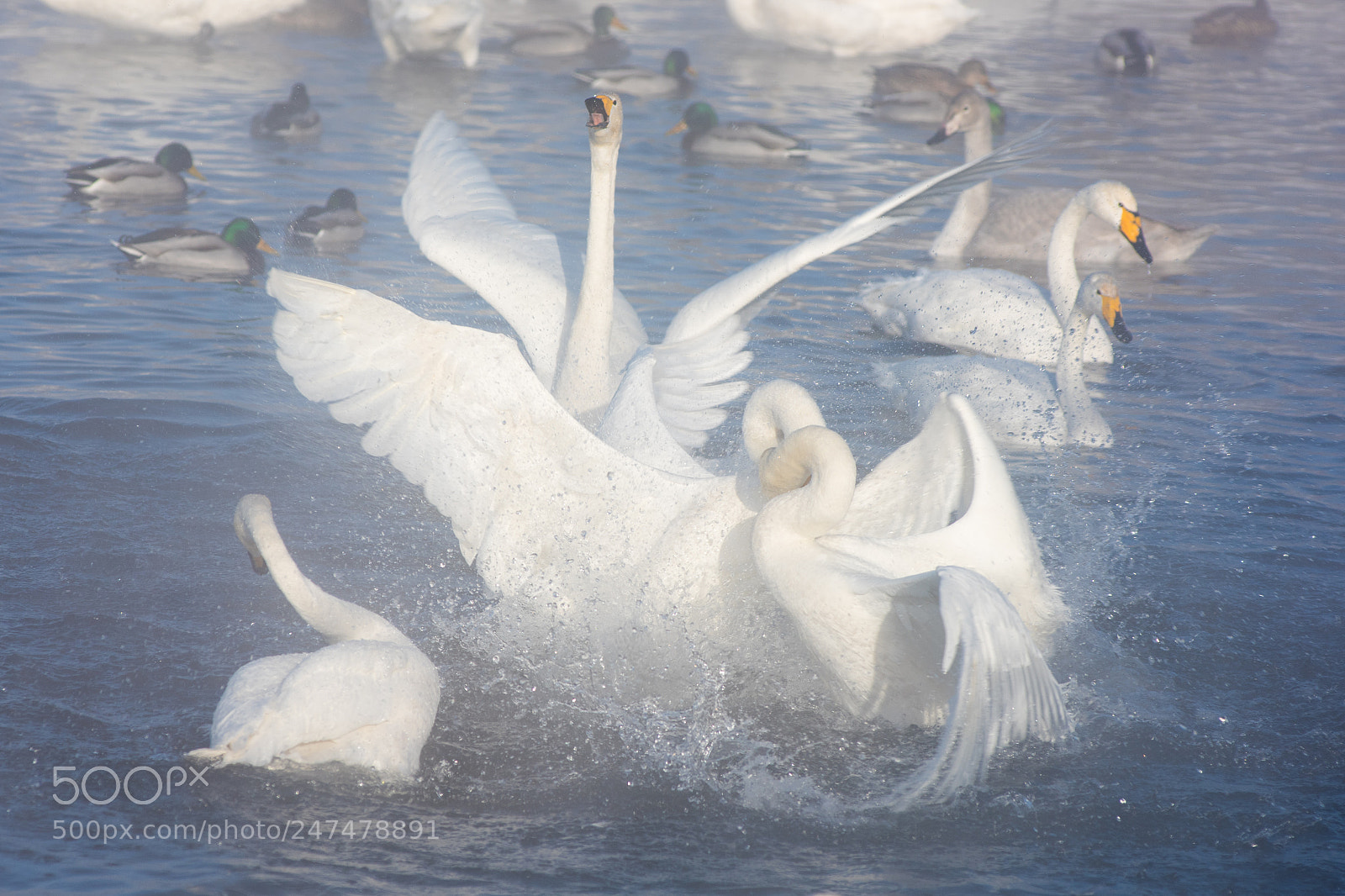 Nikon D810 sample photo. Beautiful white whooping swans photography