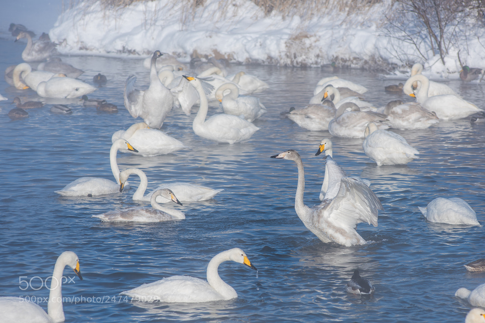 Nikon D810 sample photo. Beautiful white whooping swans photography