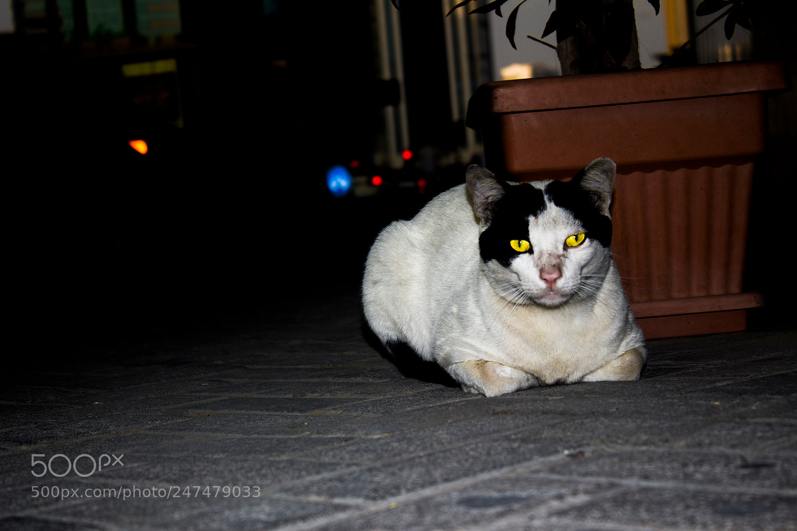 Canon EOS 100D (EOS Rebel SL1 / EOS Kiss X7) sample photo. Caren photography