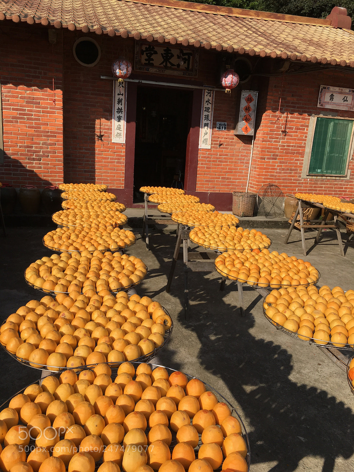 Apple iPhone 6s sample photo. Harvest photography