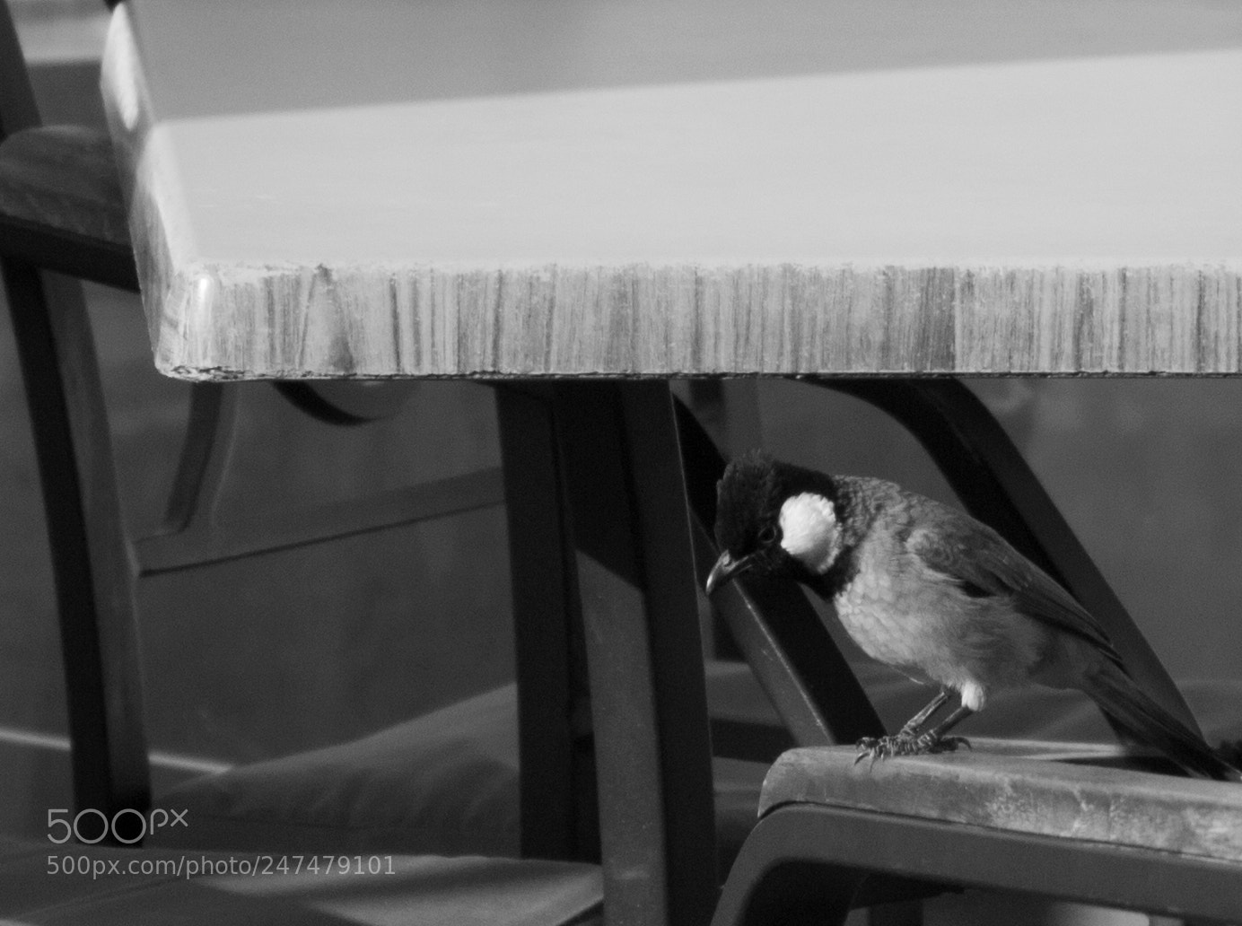 Canon EOS 100D (EOS Rebel SL1 / EOS Kiss X7) sample photo. Sad bird photography