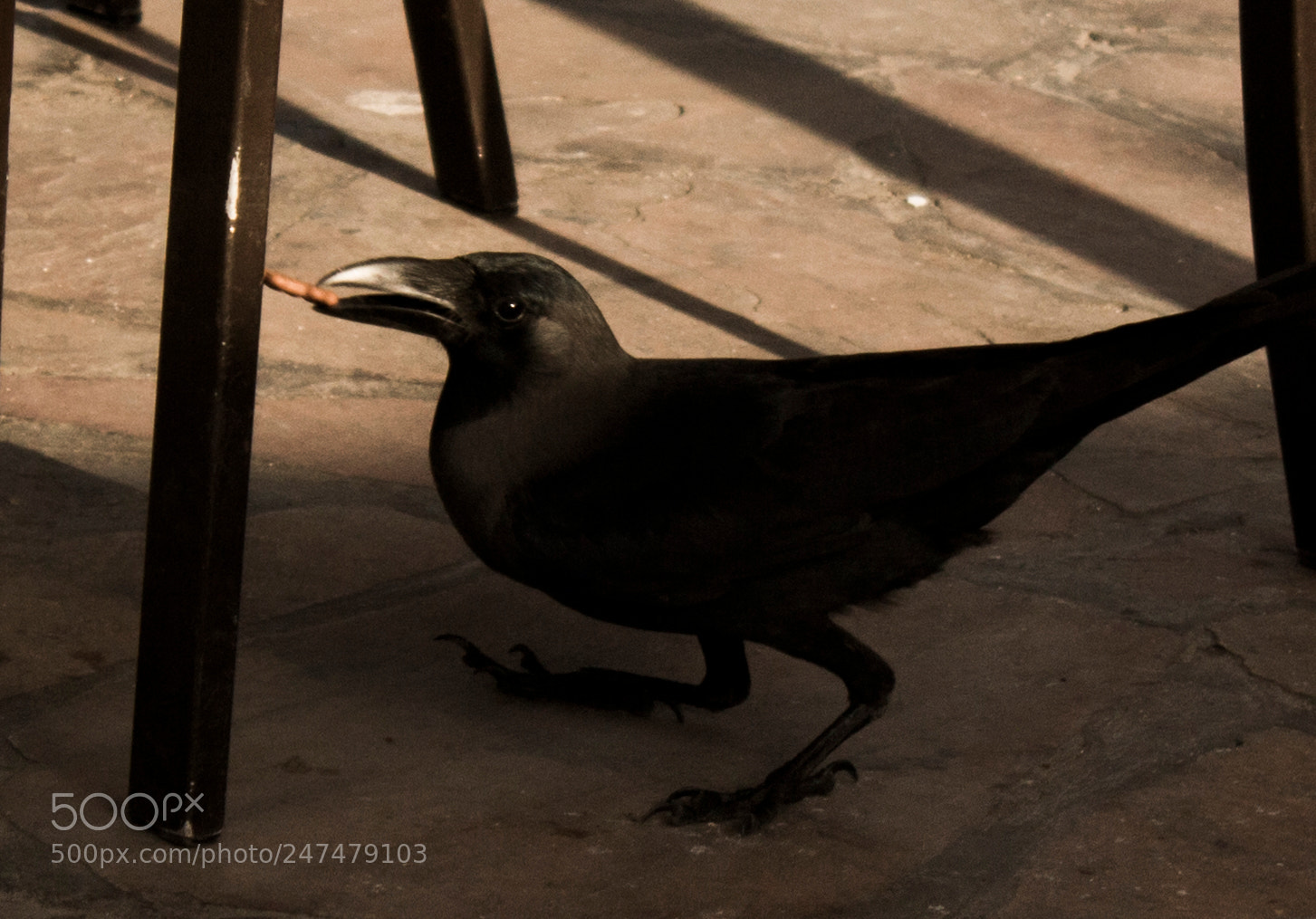 Canon EOS 100D (EOS Rebel SL1 / EOS Kiss X7) sample photo. S black bird photography