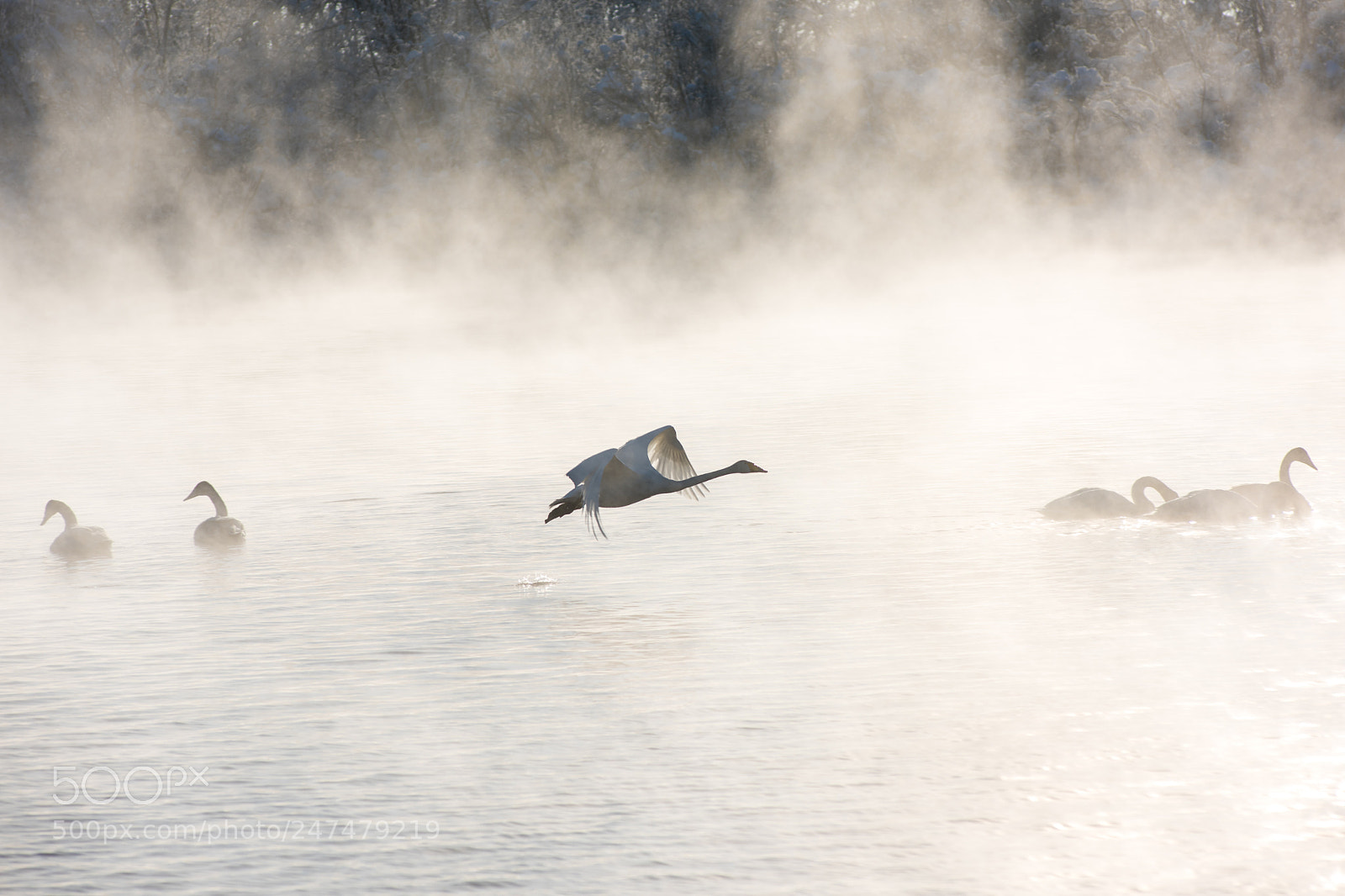 Nikon D810 sample photo. Beautiful white whooping swans photography