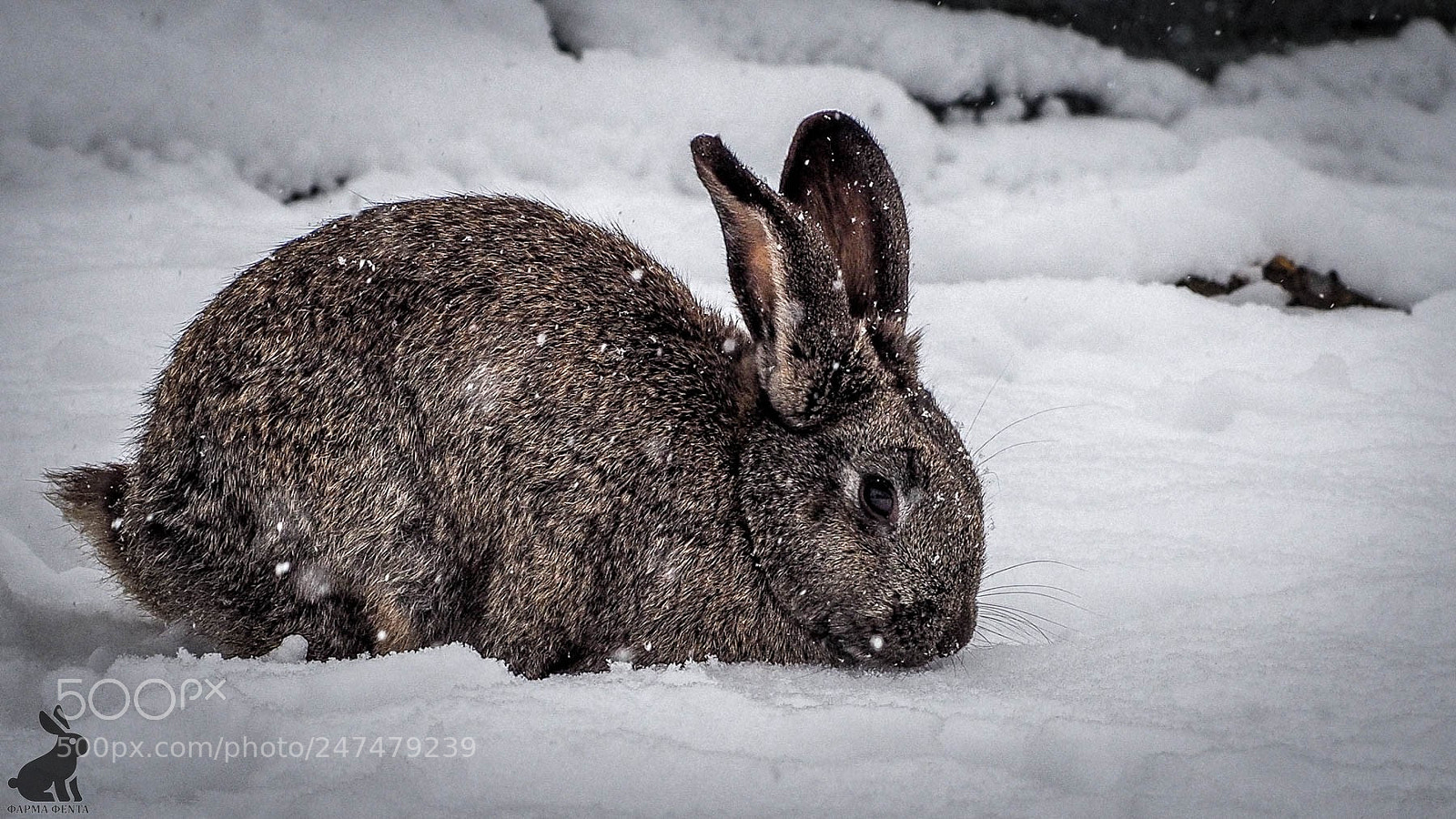 Olympus OM-D E-M10 II sample photo. We love snow!! photography