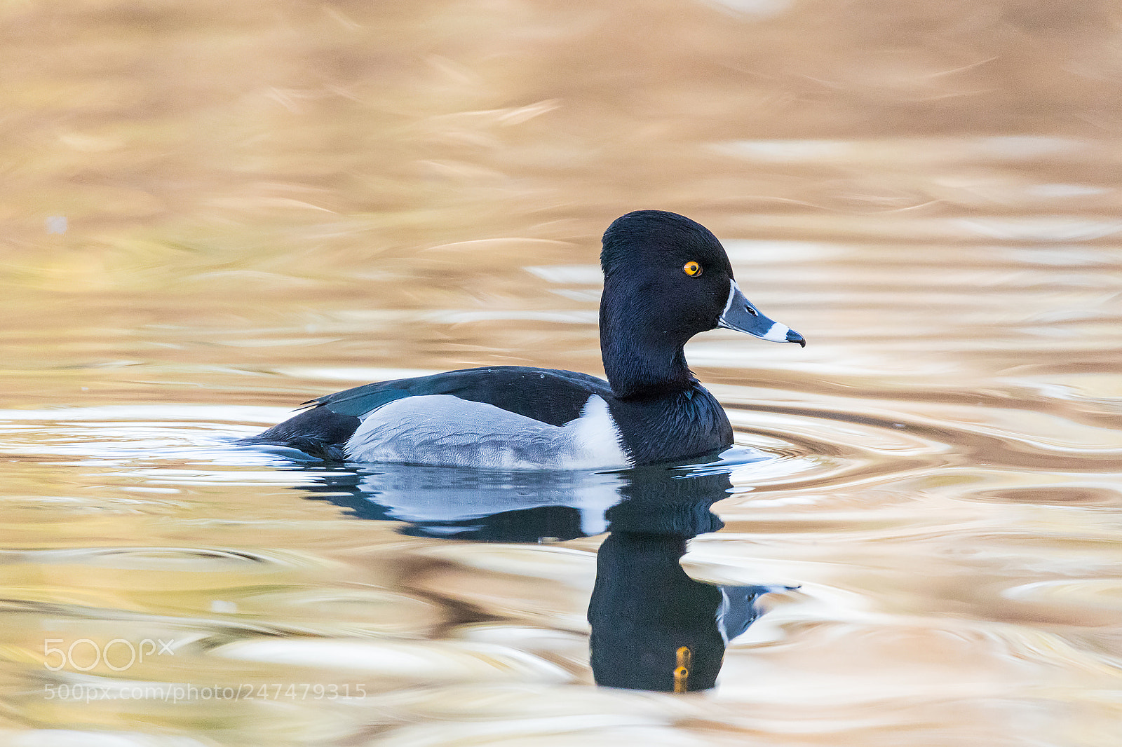 Canon EOS 6D Mark II sample photo. Ring-necked duck (aythya collaris) photography