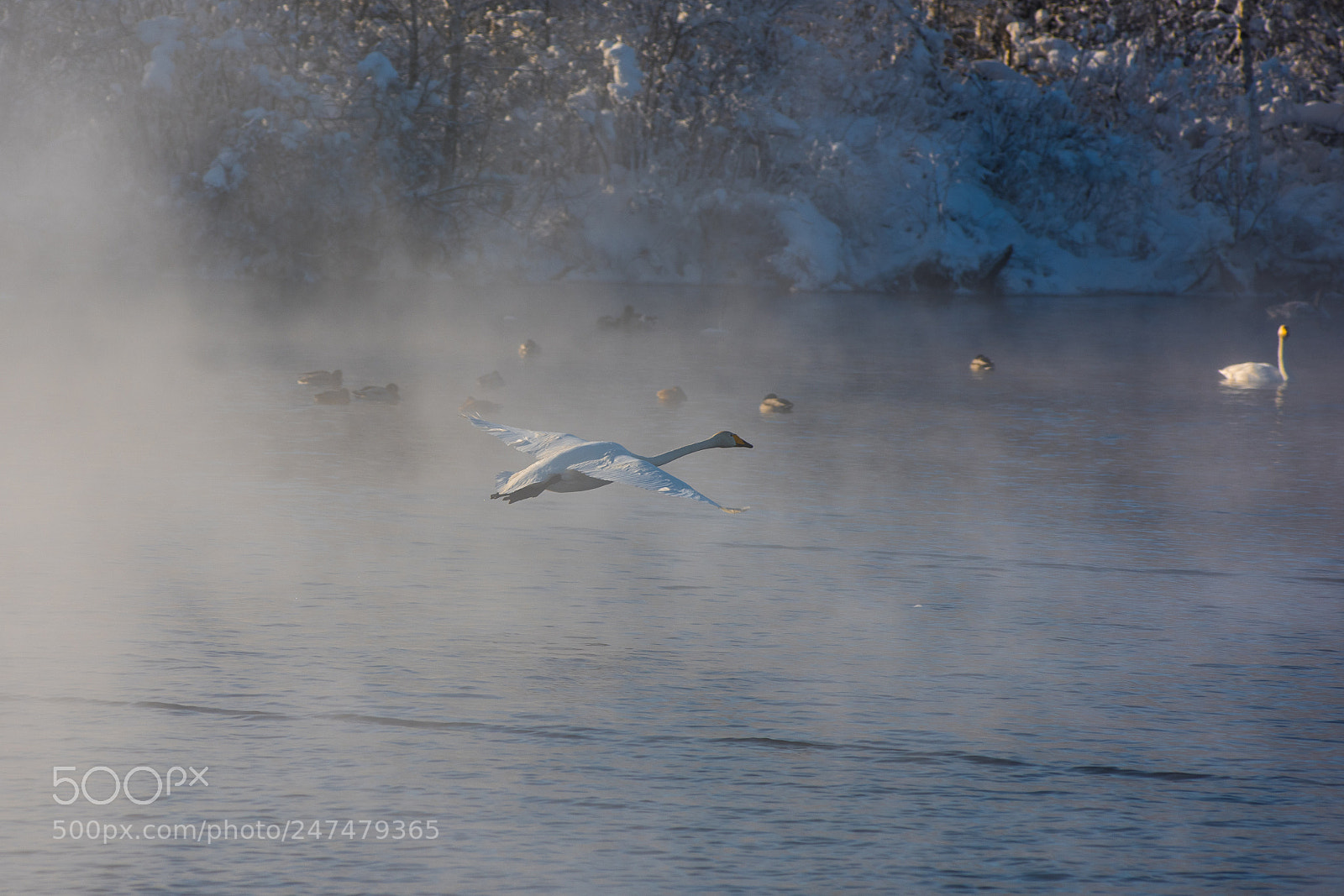 Nikon D810 sample photo. Beautiful white whooping swans photography