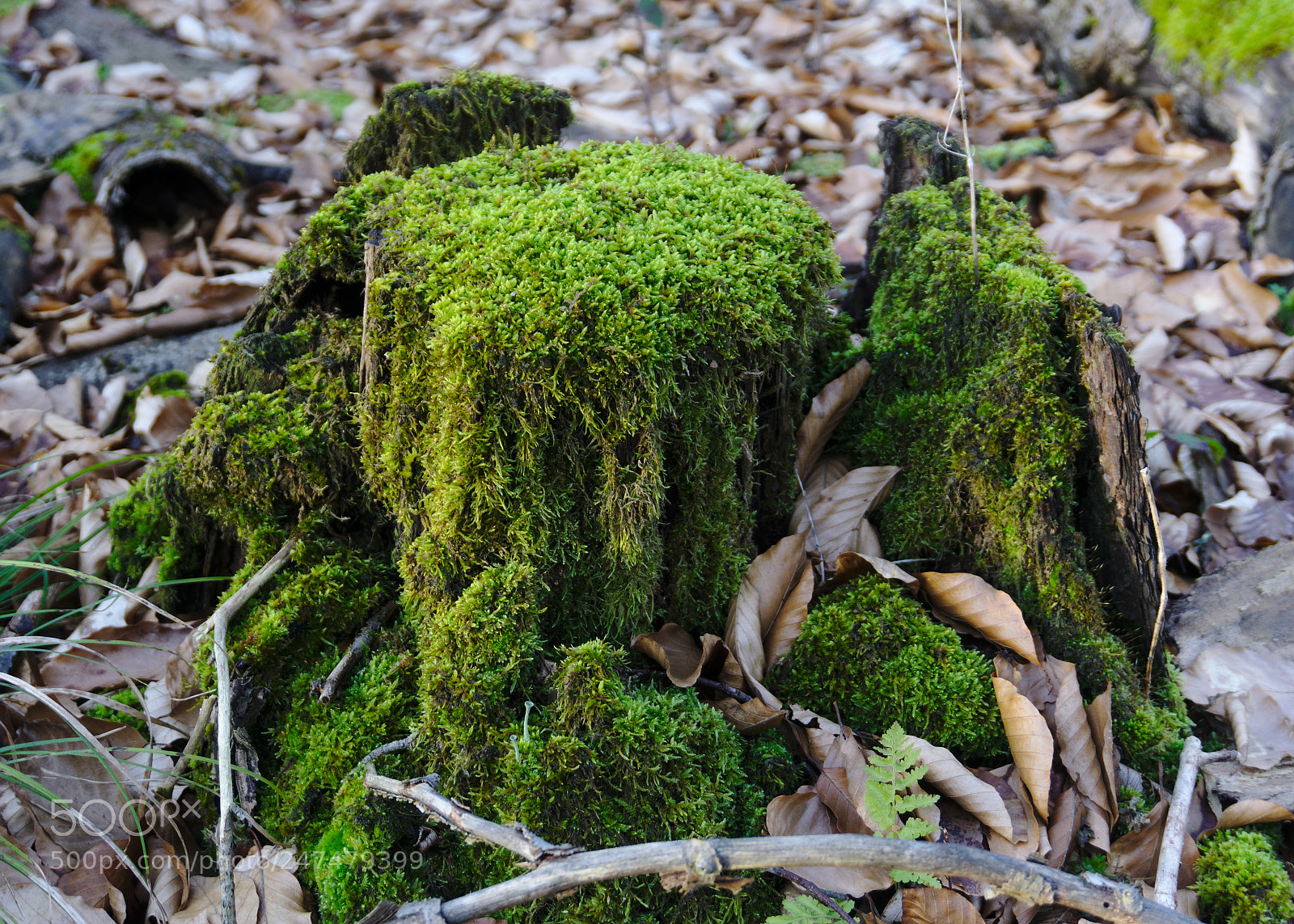 Sony E 16-50mm F3.5-5.6 PZ OSS sample photo. Moss photography