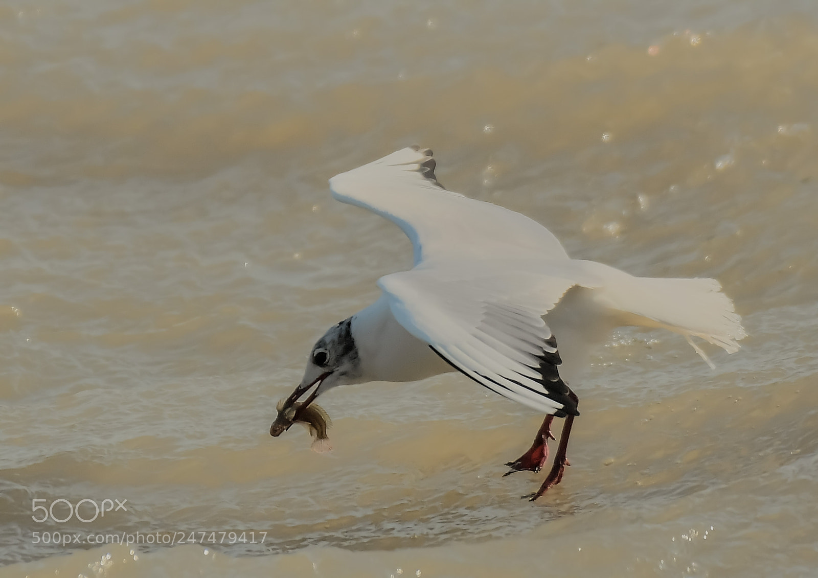 Nikon D500 sample photo. Mouette rieuse photography