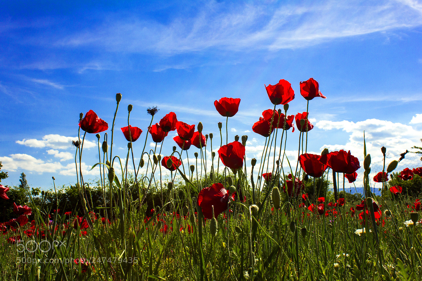 Canon EOS 60D sample photo. Poppy photography