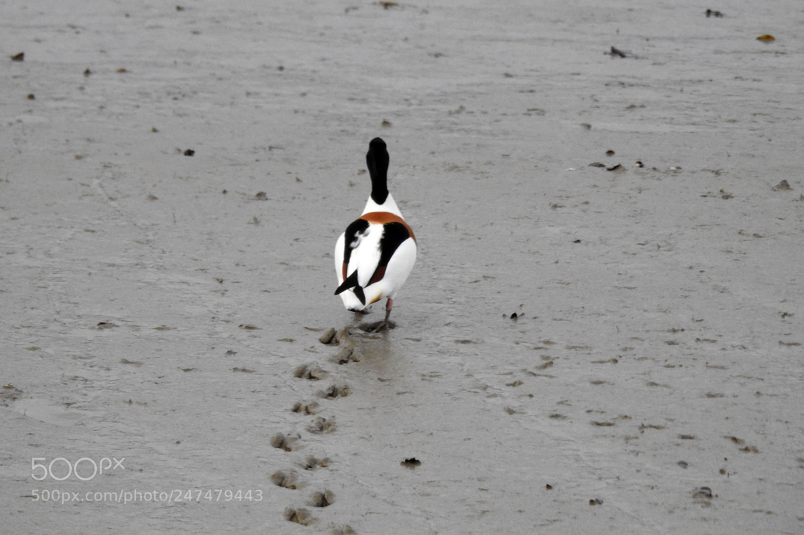 Nikon Coolpix P900 sample photo. Shelduck photography