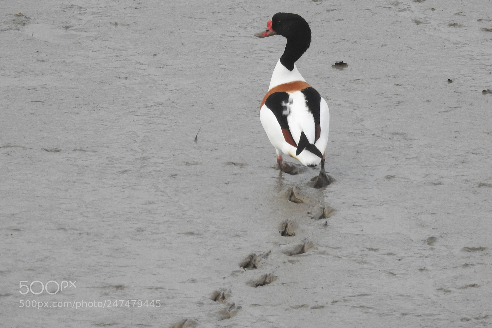 Nikon Coolpix P900 sample photo. Shelduck photography