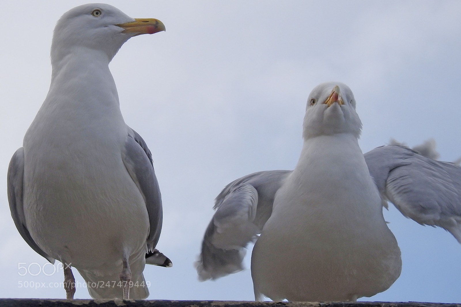 Nikon Coolpix P900 sample photo. 2 gulls photography