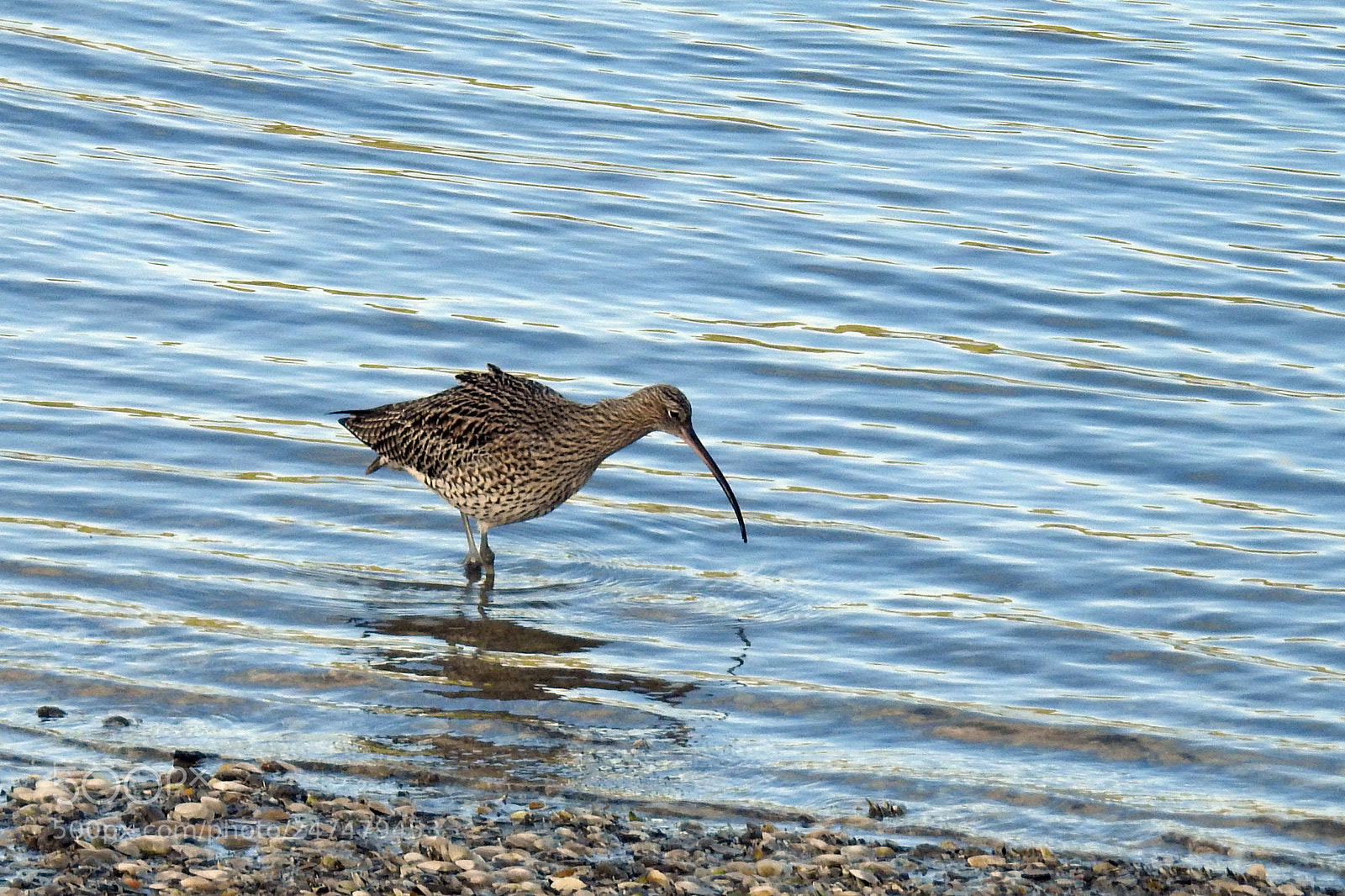 Nikon Coolpix P900 sample photo. Curlew 1 photography
