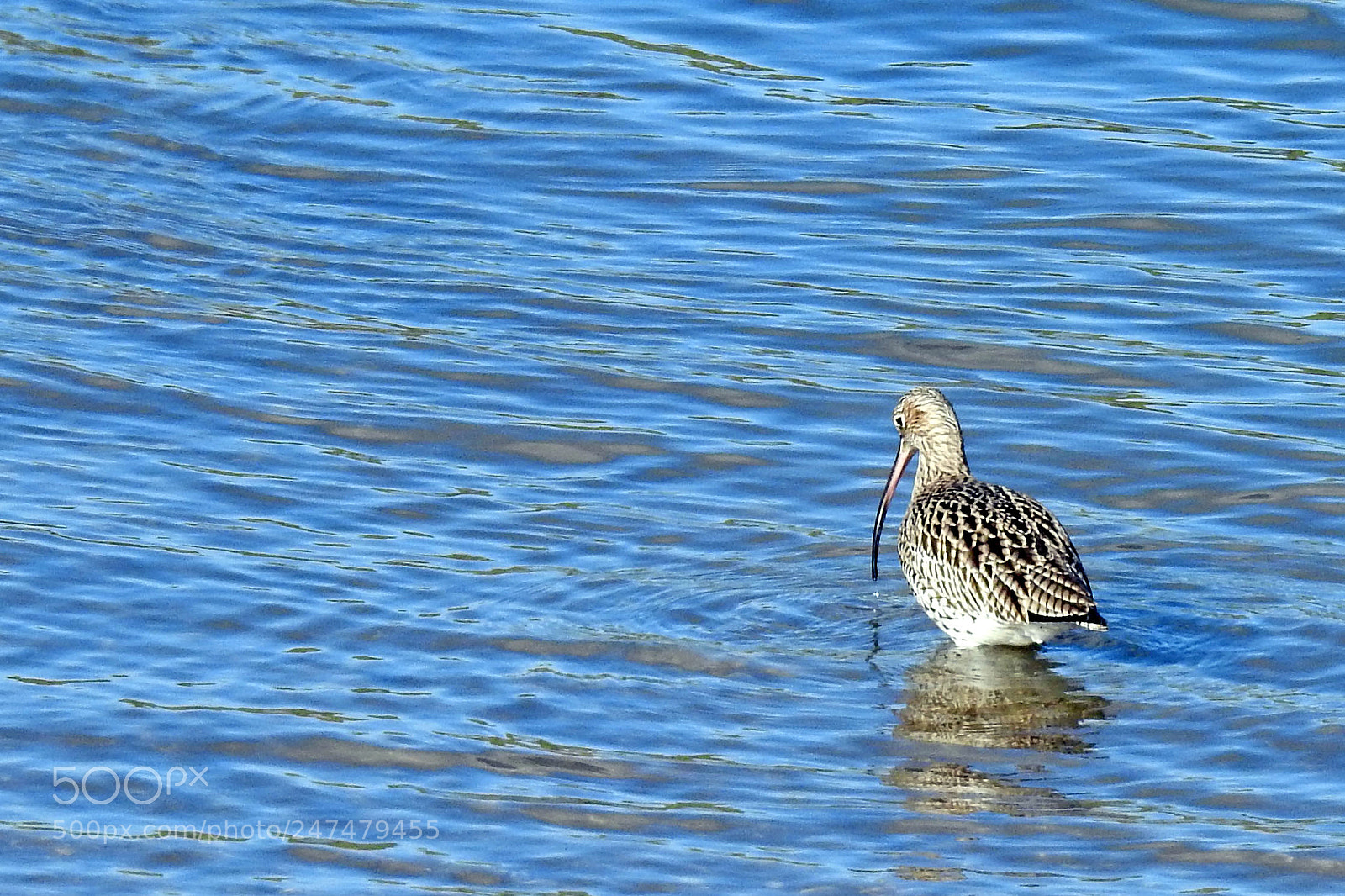 Nikon Coolpix P900 sample photo. Curlew 2 photography