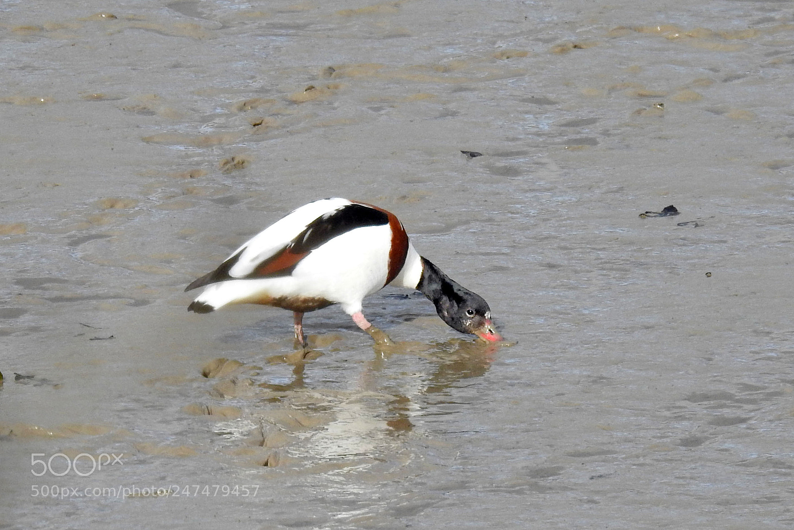 Nikon Coolpix P900 sample photo. Shelduck photography