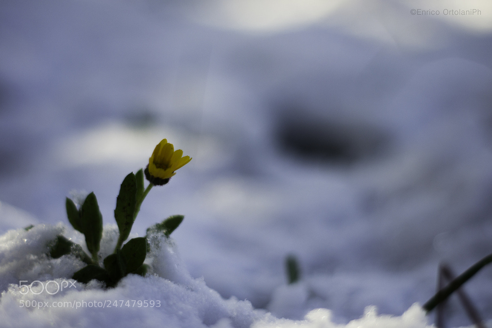 Nikon D3100 sample photo. Flowers and snow photography