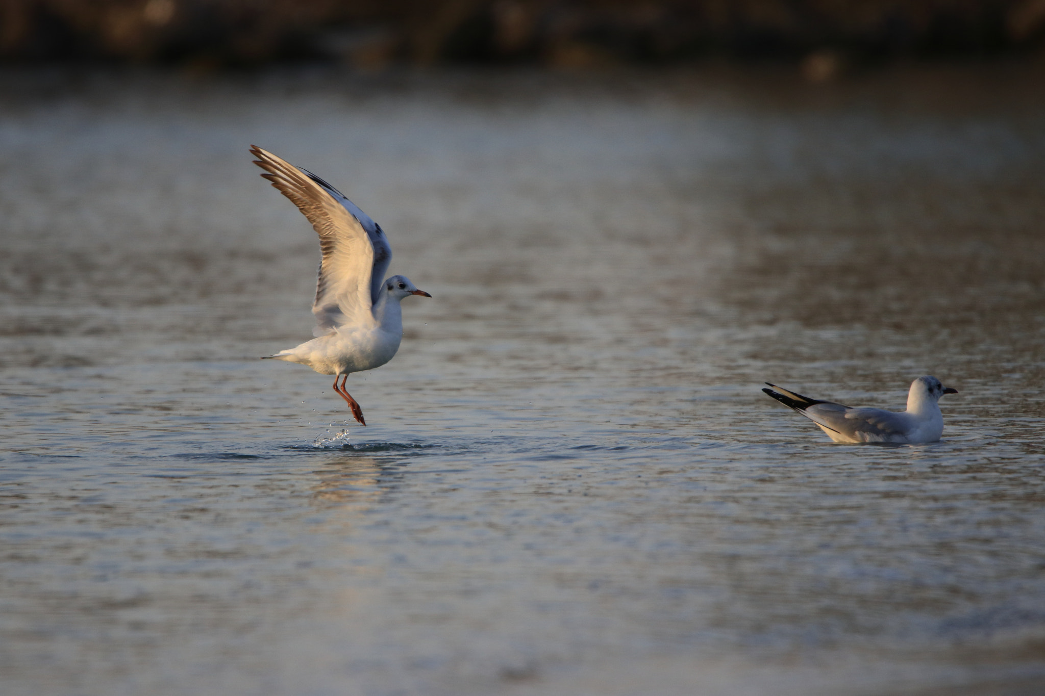 Canon EOS 80D + Tamron SP 150-600mm F5-6.3 Di VC USD sample photo. Walkup photography