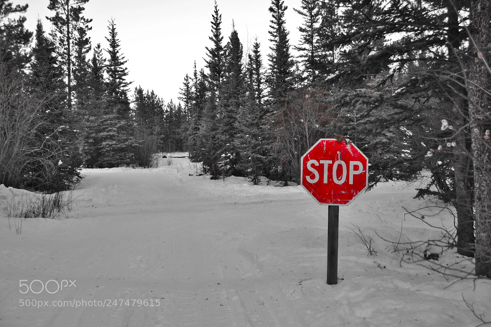 Nikon D3100 sample photo. Where the road ? photography