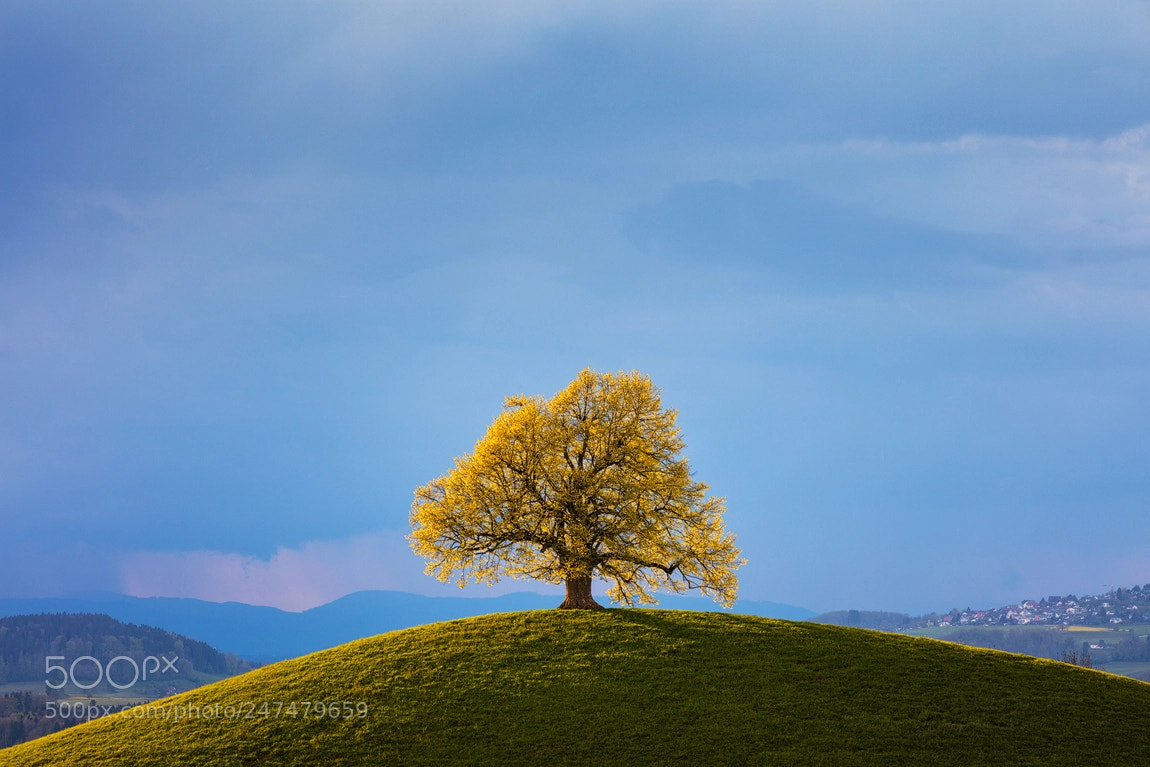 Canon EOS 5DS R sample photo. On the hill photography