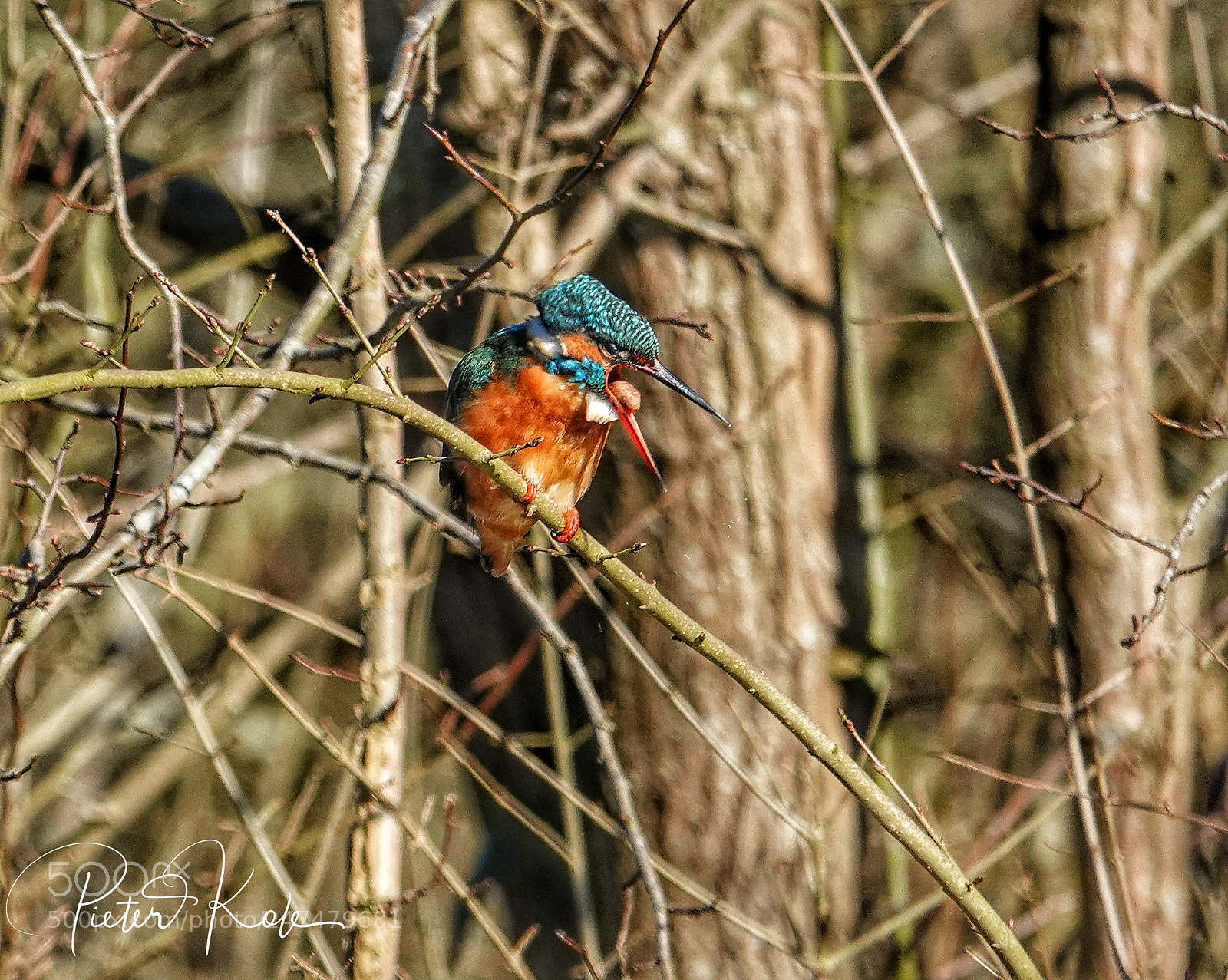 Sony Cyber-shot DSC-RX10 IV sample photo. Kingfisher spitting out a photography