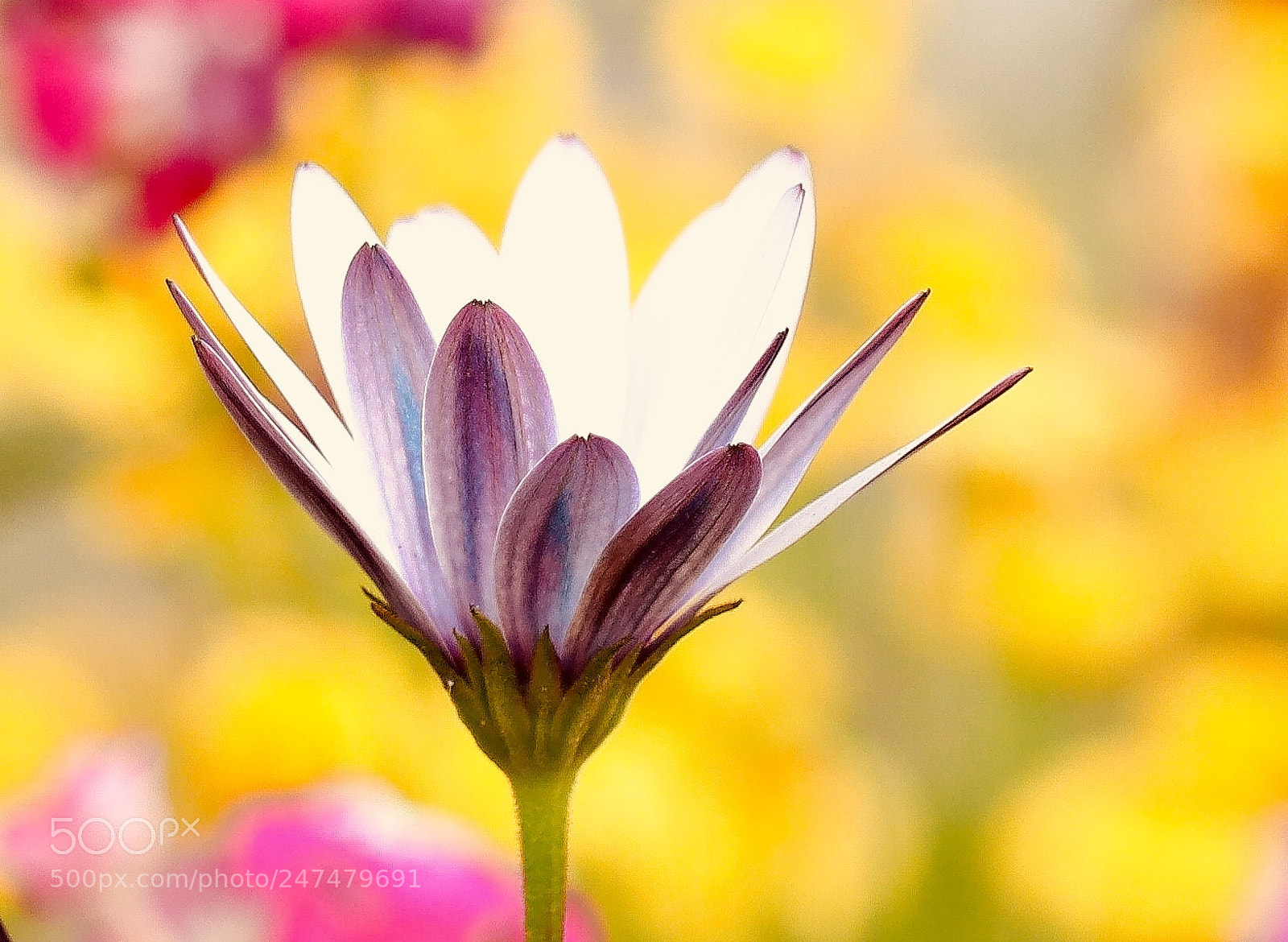 Canon EOS 80D sample photo. African daisy photography