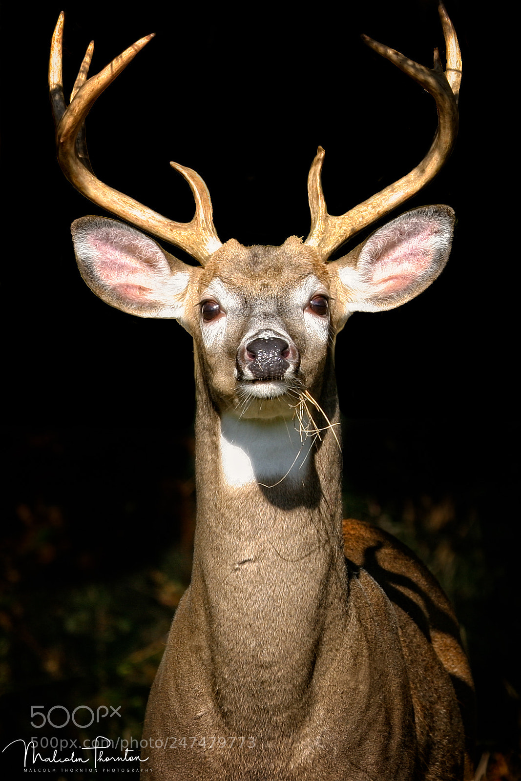 Canon EOS 10D sample photo. White-tailed deer photography