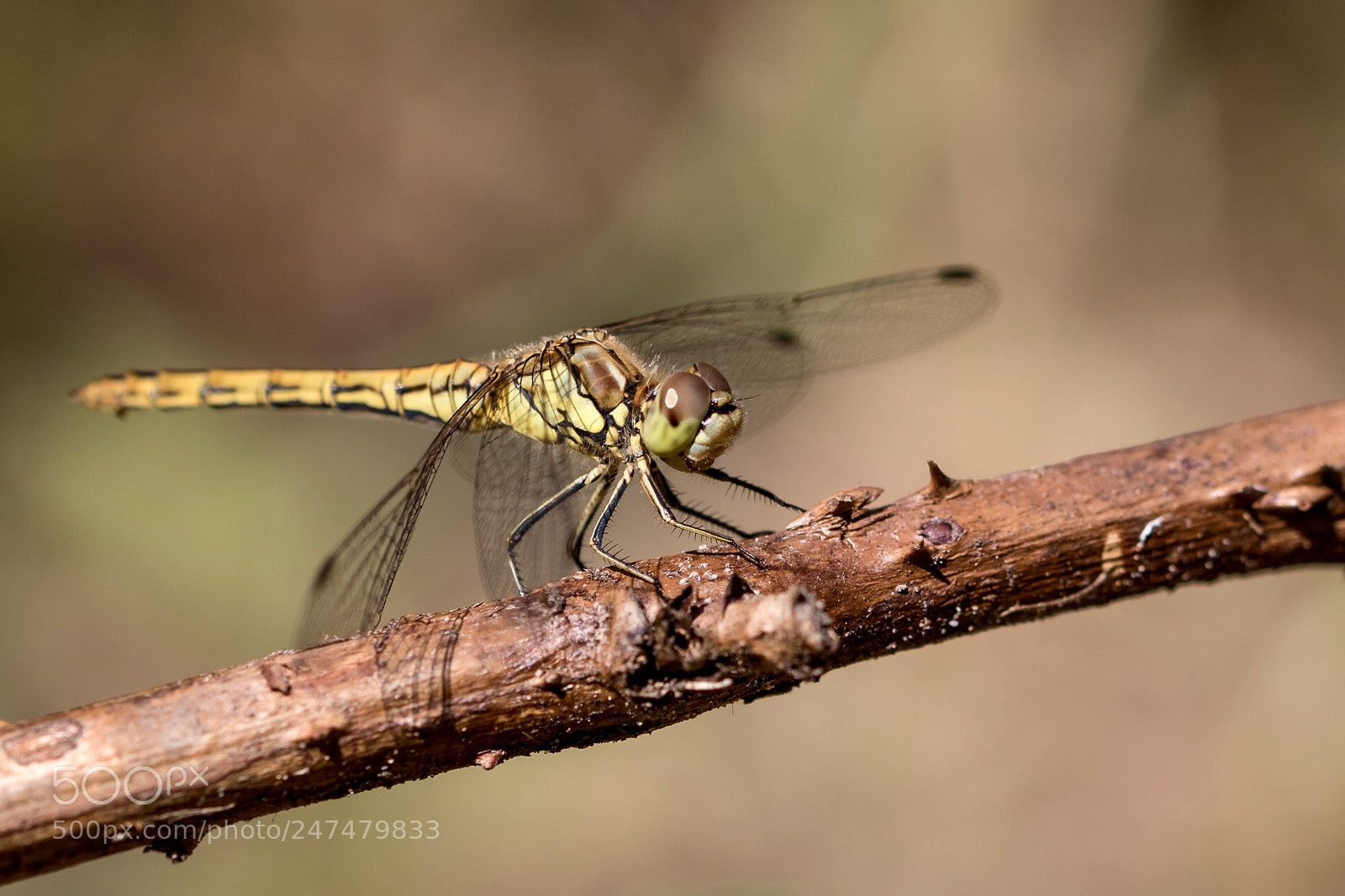 Canon EOS 7D Mark II sample photo. Dragonfly photography