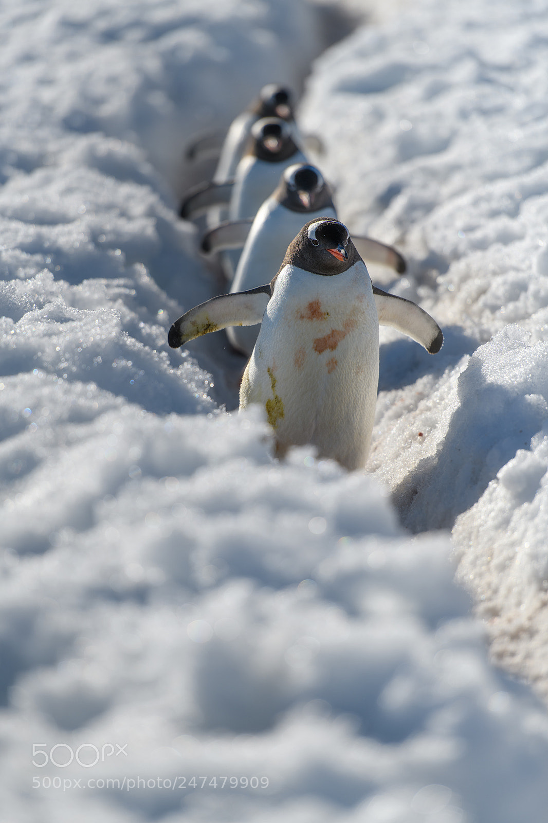 Nikon D850 sample photo. Penguin highway photography