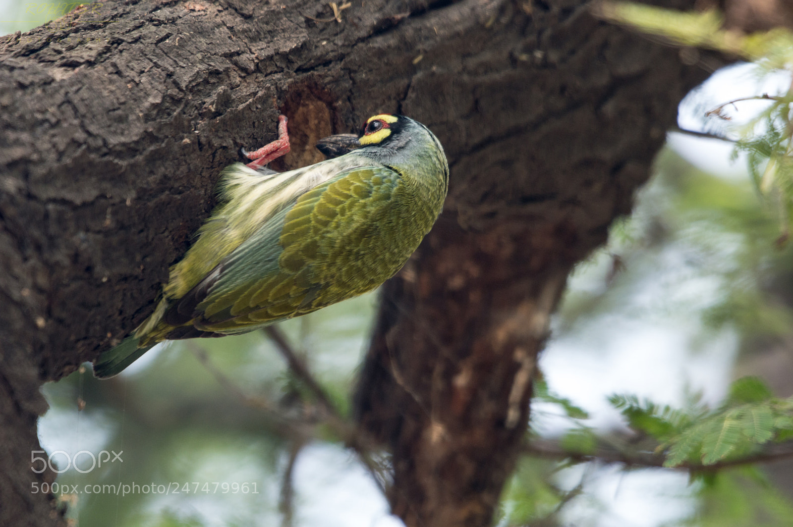 Nikon D3200 sample photo. Nesting barbet photography