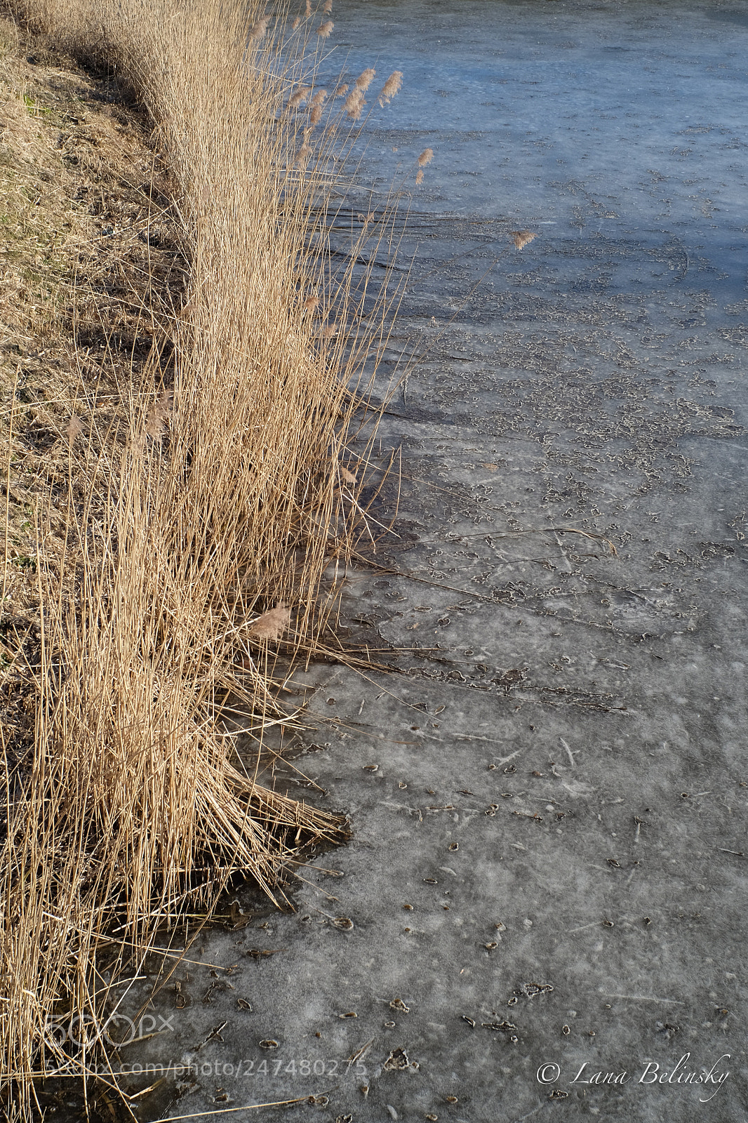 Fujifilm X-E2S sample photo. Frozen (in soft colours) photography