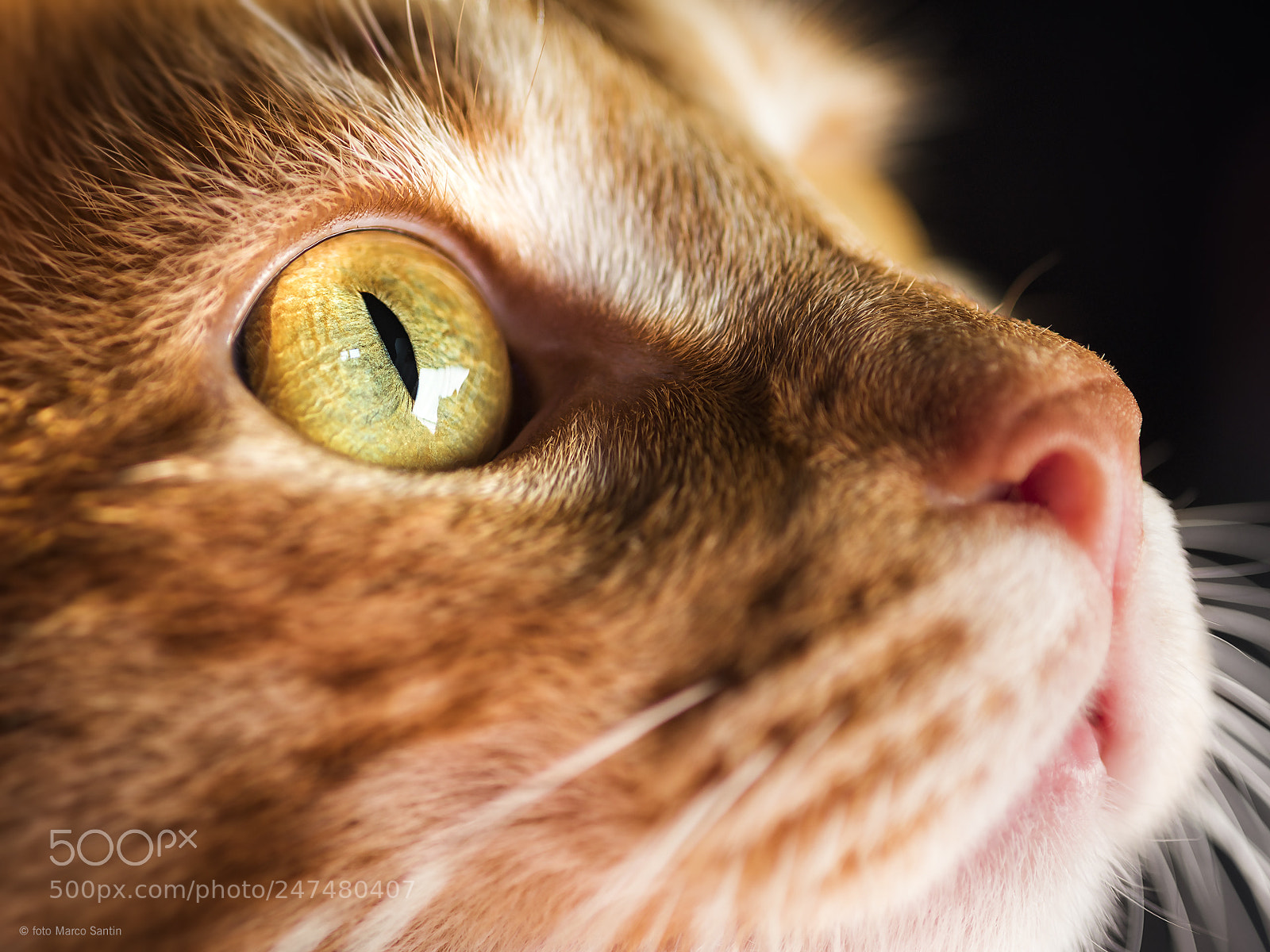 Nikon D810 sample photo. Reddy photography