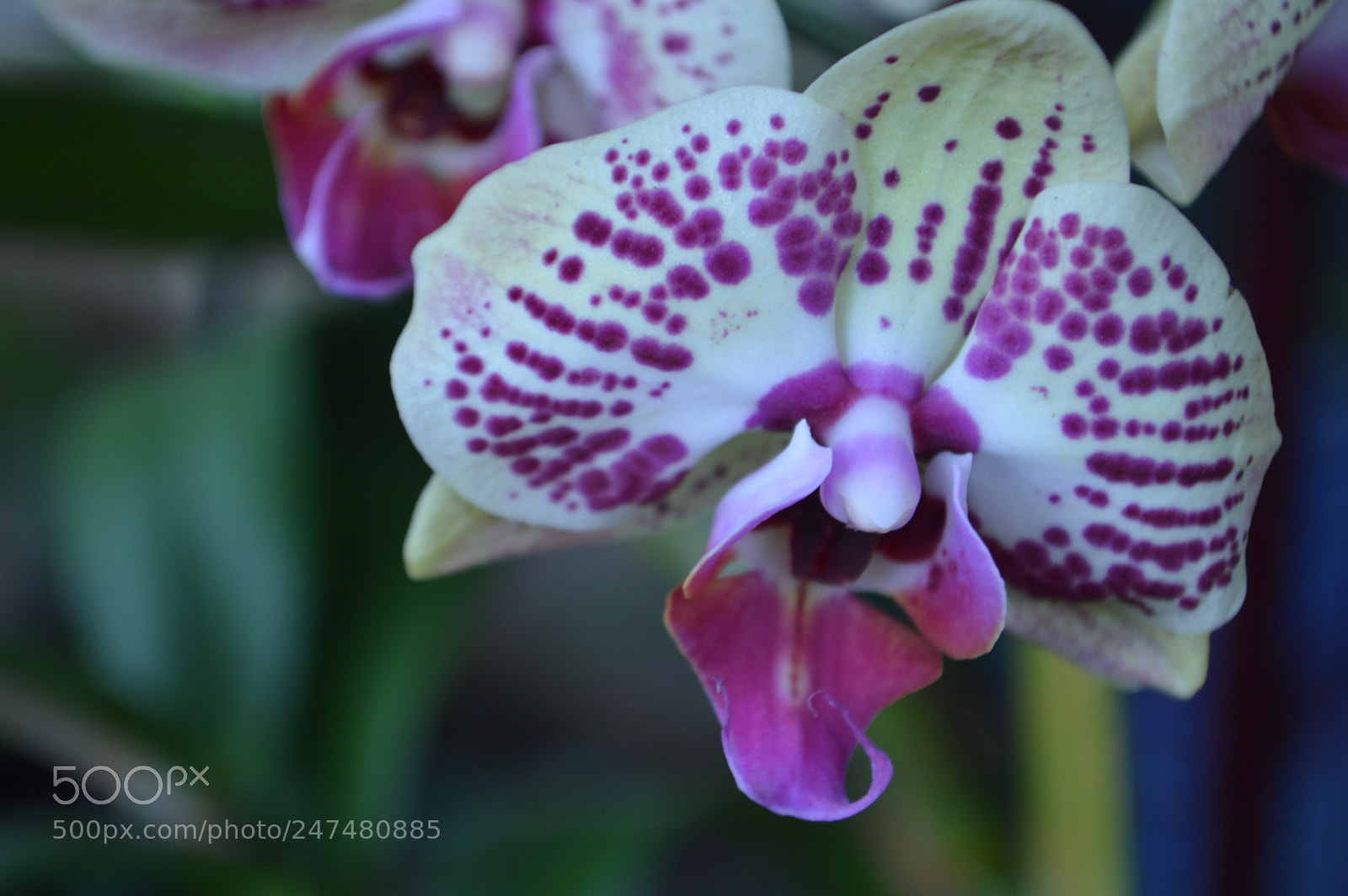 Nikon D3200 sample photo. Dsc photography