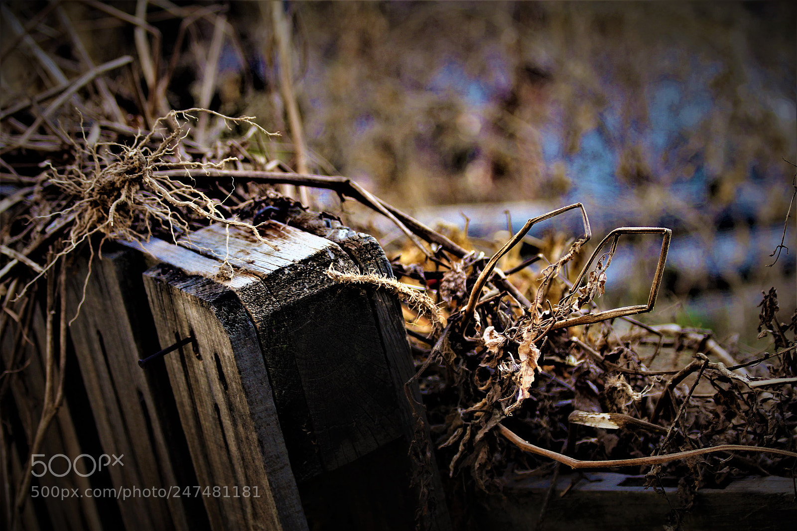 Canon EOS 60D sample photo. Untitled photography