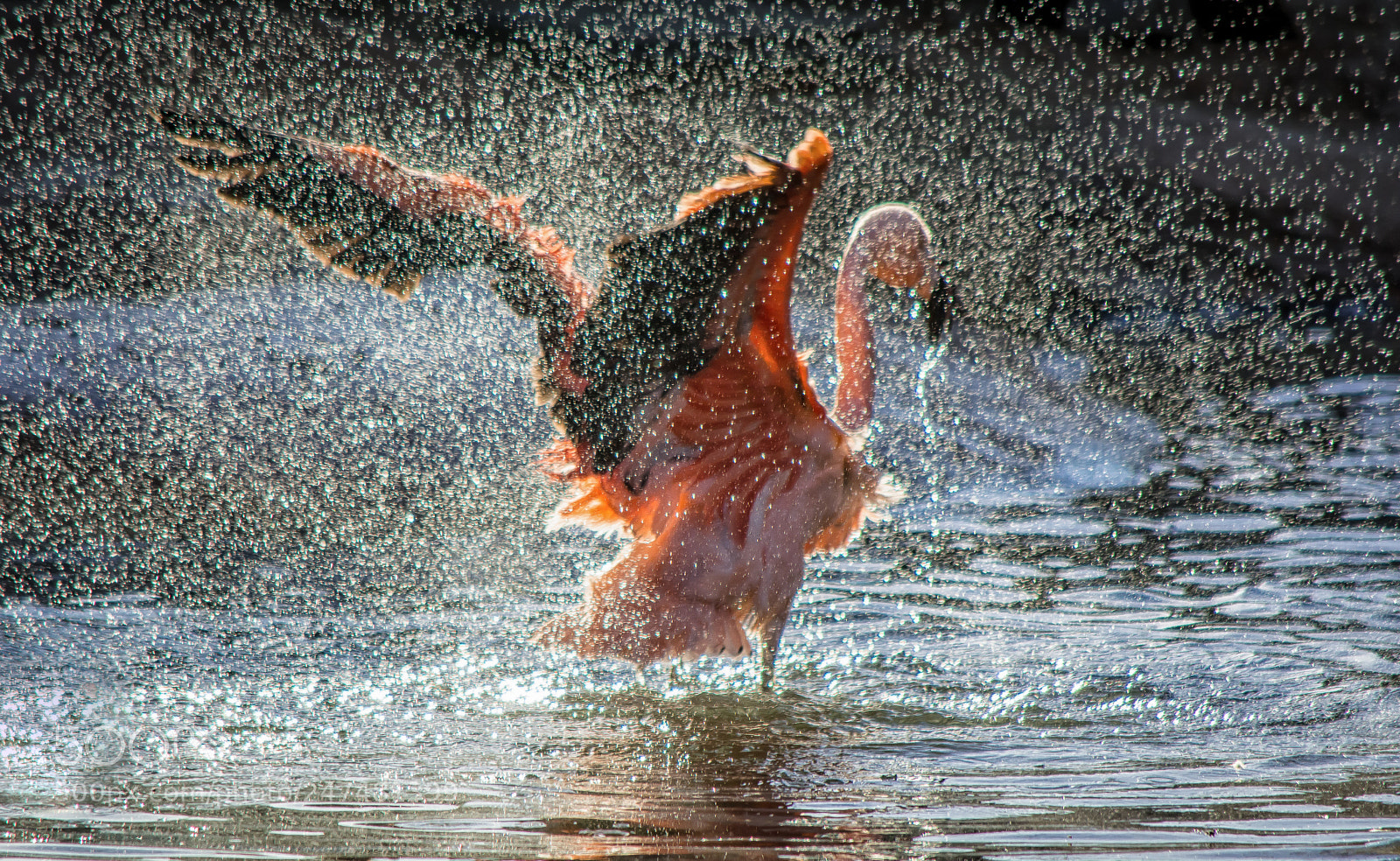 Nikon D5200 sample photo. Splash time photography