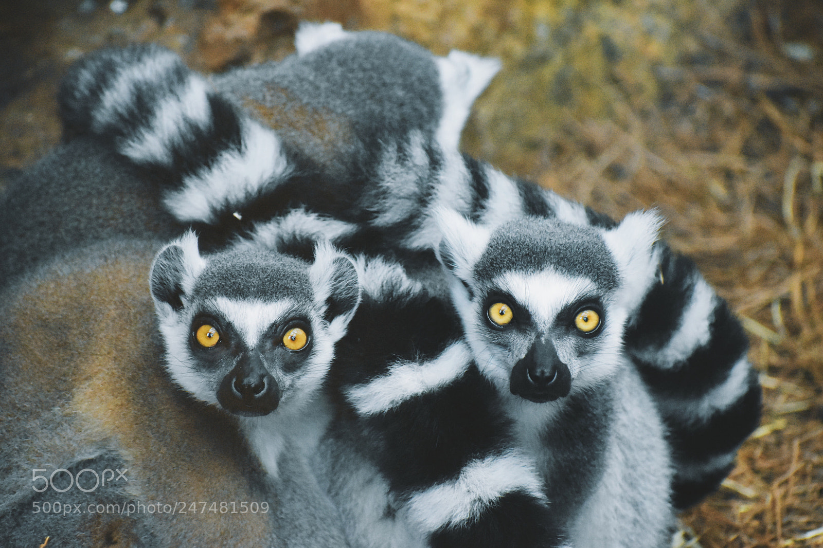 Nikon D5600 sample photo. Lemurs photography