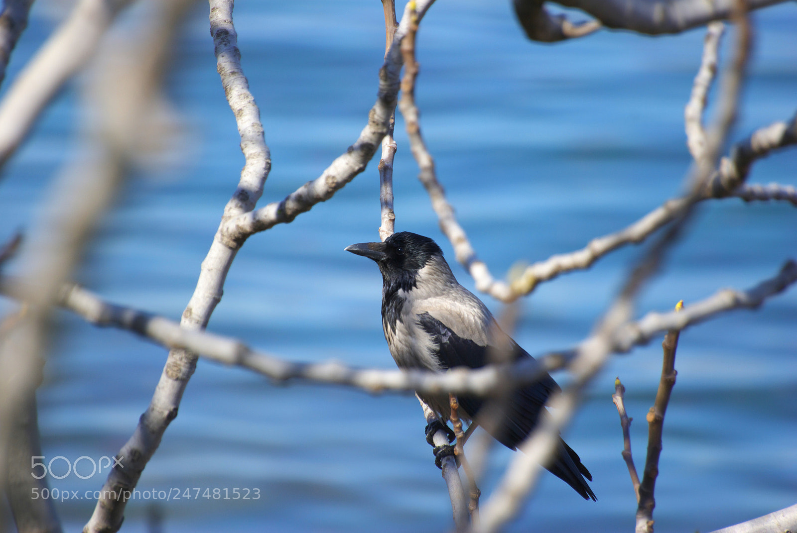 Pentax K10D sample photo. Untitled photography