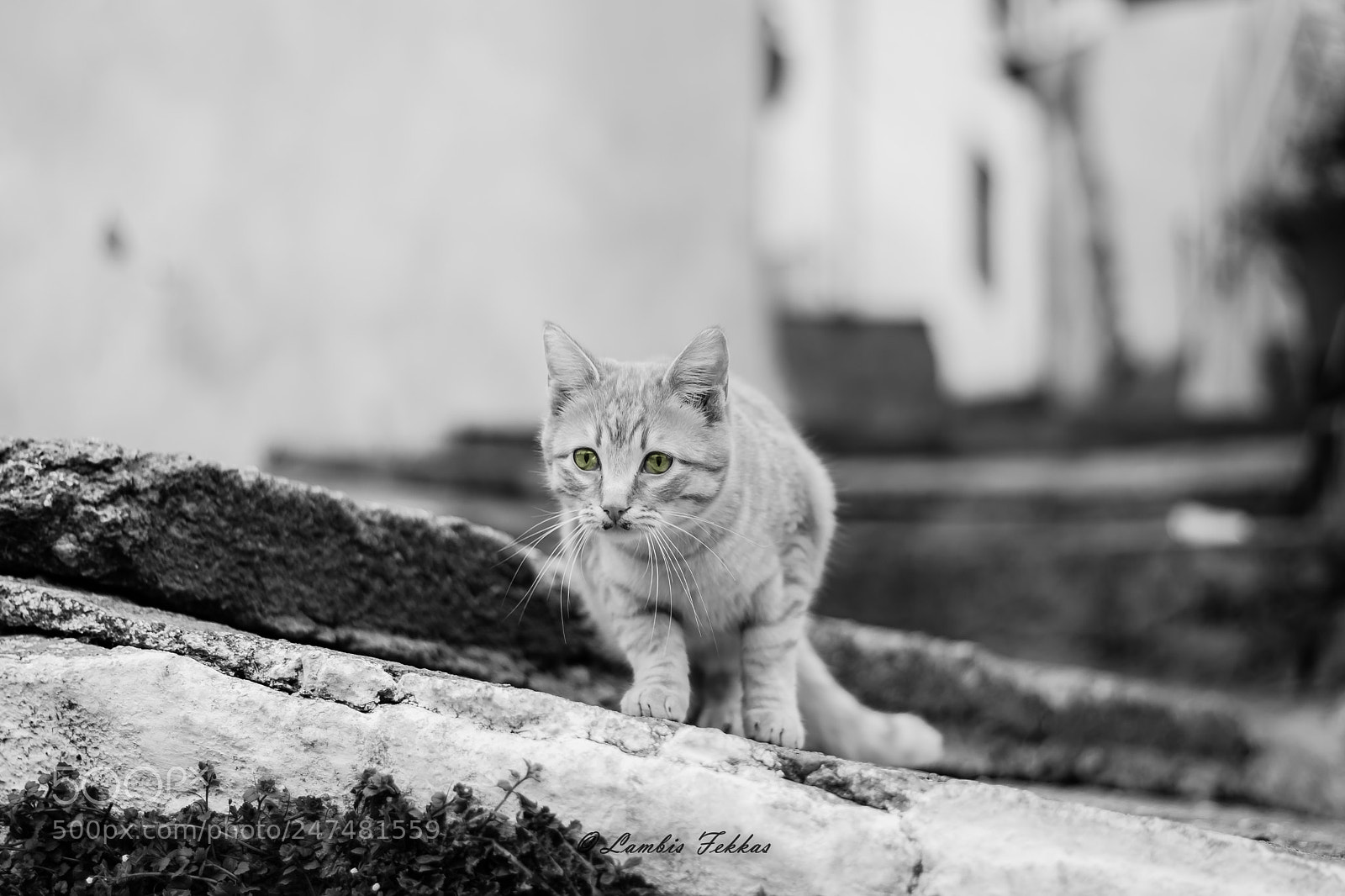 Nikon D5200 sample photo. The cat with green photography