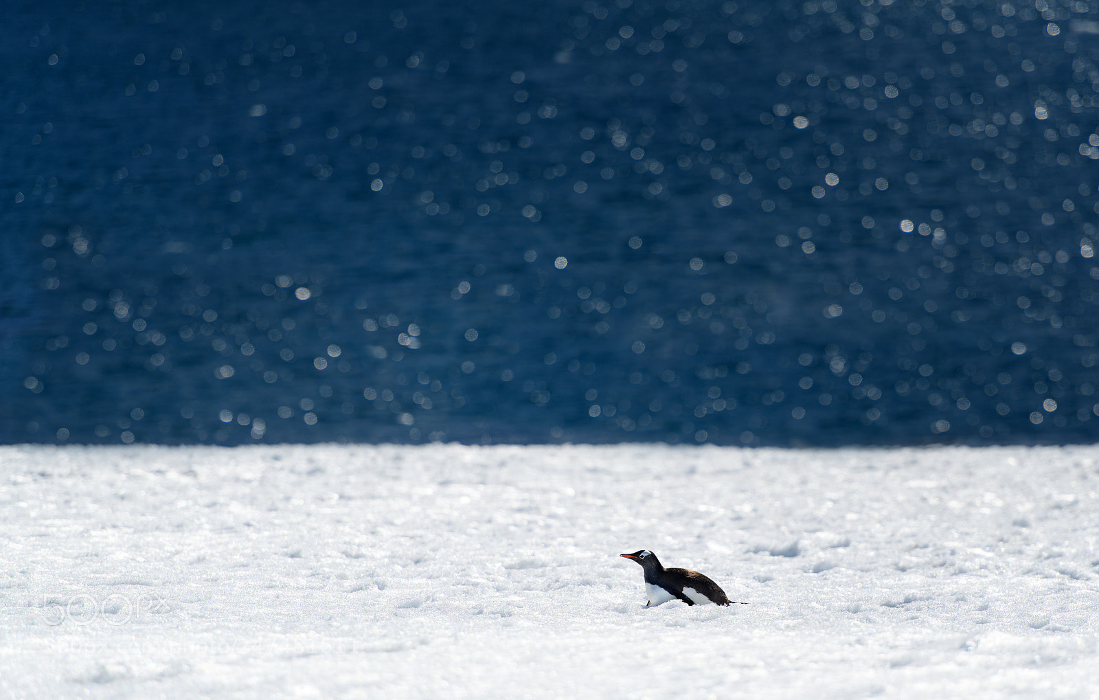 Nikon D850 sample photo. Gentoo penguin at antarctic photography