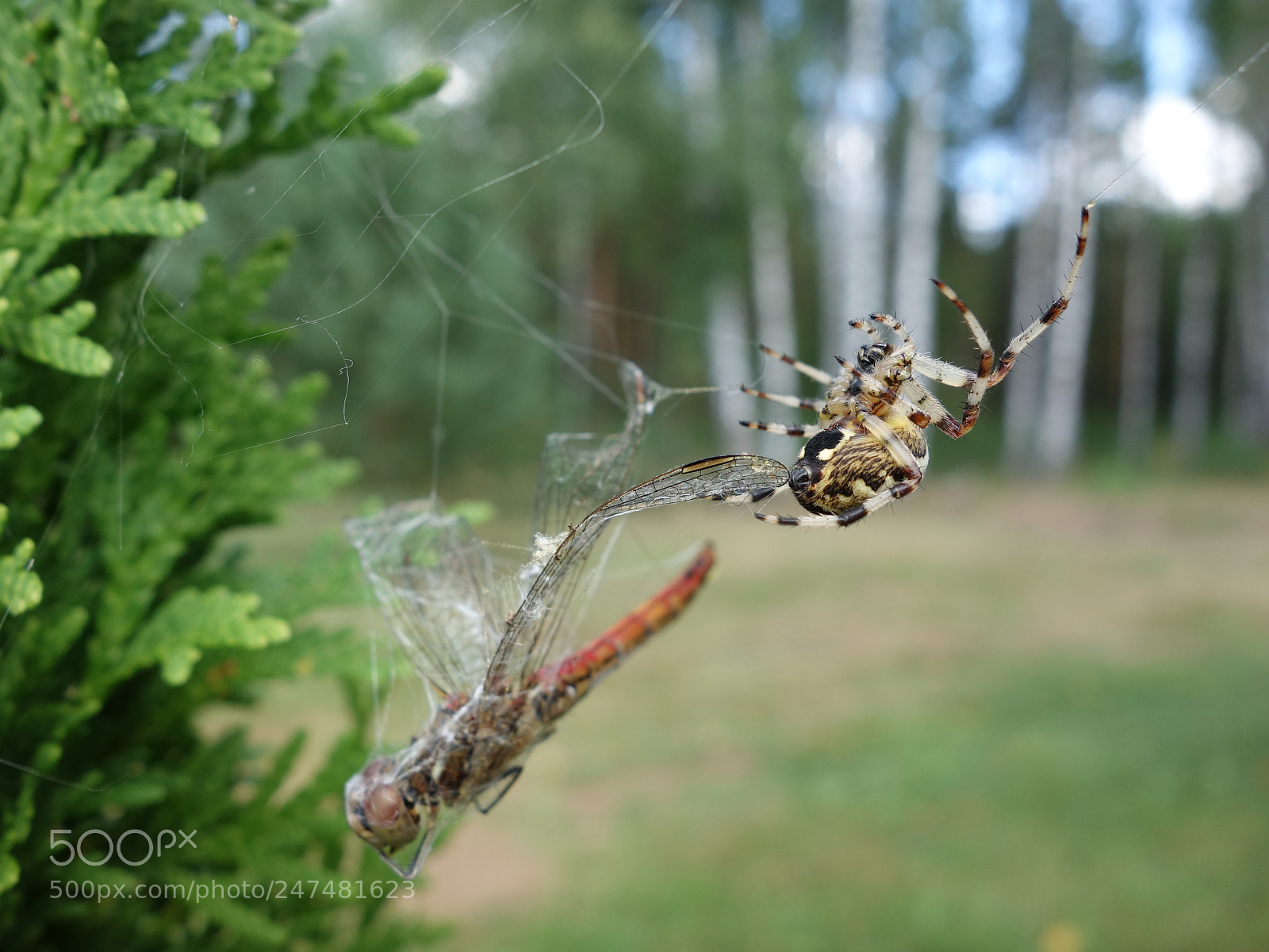Sony Cyber-shot DSC-RX100 sample photo. ***caught in*** photography
