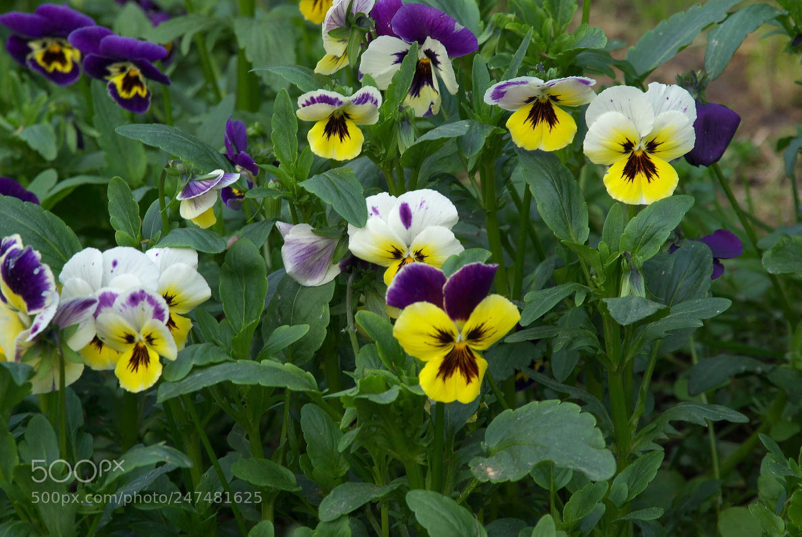 Pentax K10D sample photo. Untitled photography