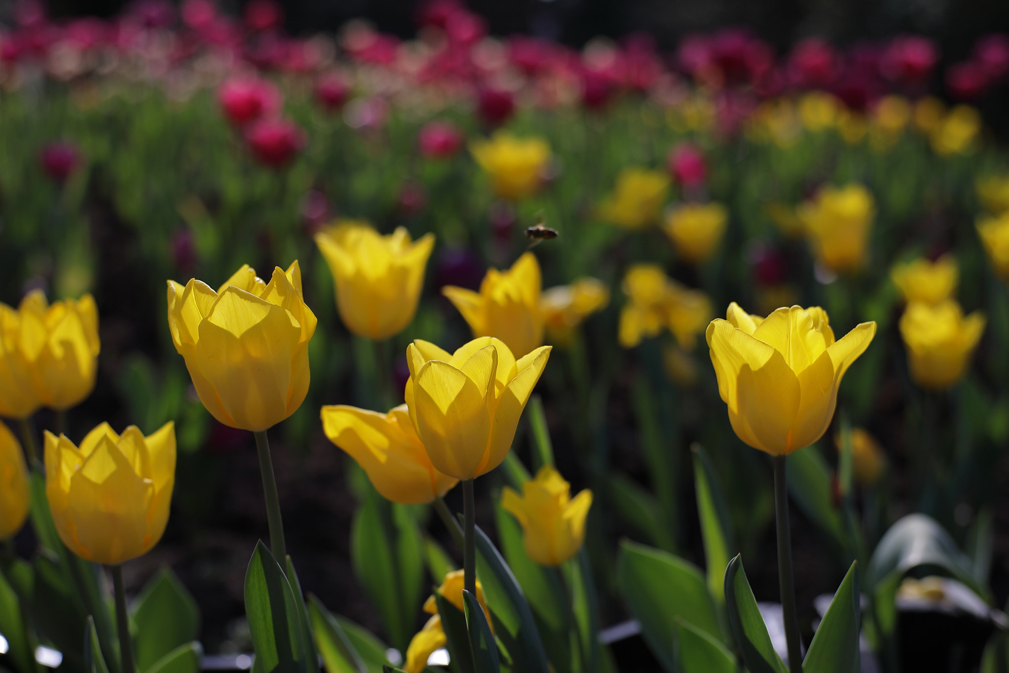 Canon 50mm sample photo. Vivid photography