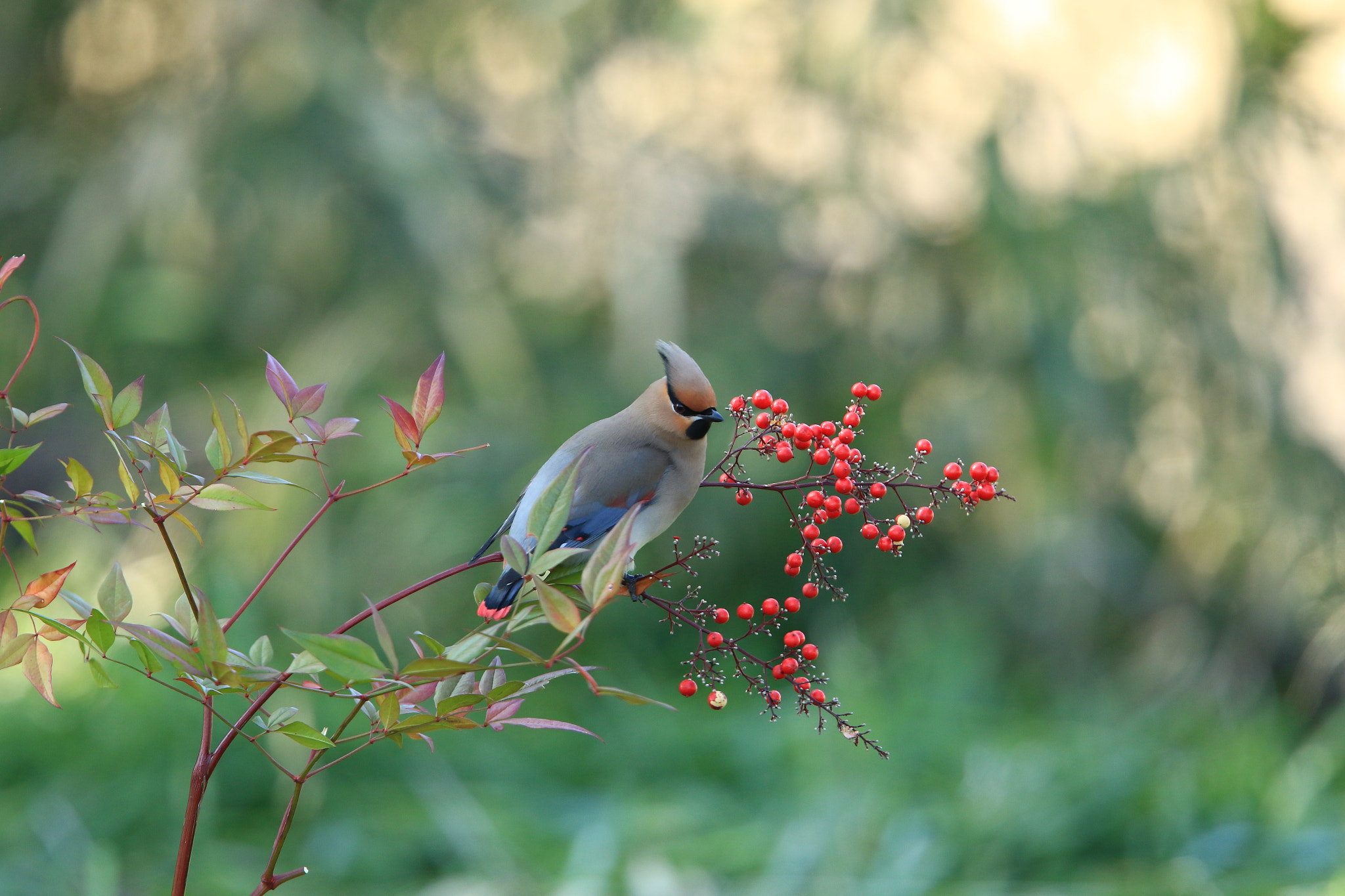 Canon EOS 7D Mark II + Canon EF 400mm F2.8L IS USM sample photo. Japanese waxwing ヒレンジャク photography