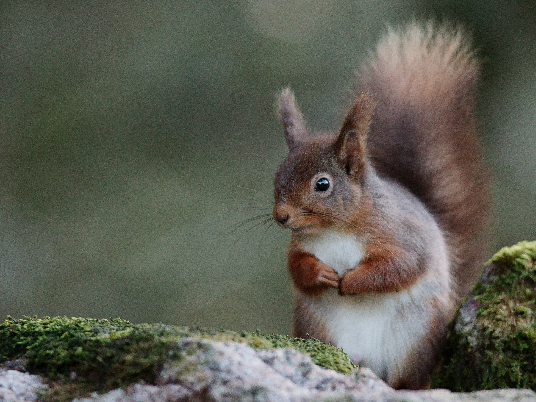 Sony ILCA-77M2 + Sony 300mm F2.8 G SSM II sample photo. 'ernie' photography