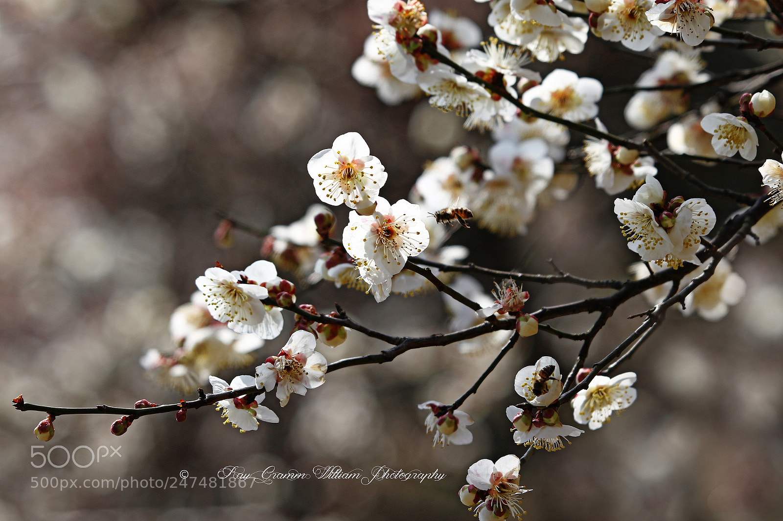 Canon EOS 7D Mark II sample photo. Forever-bloom flowers photography