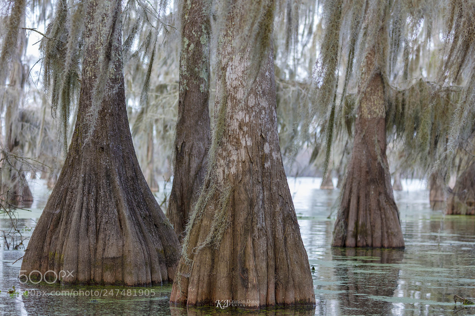 Canon EOS 5DS R sample photo. Cypress trees photography