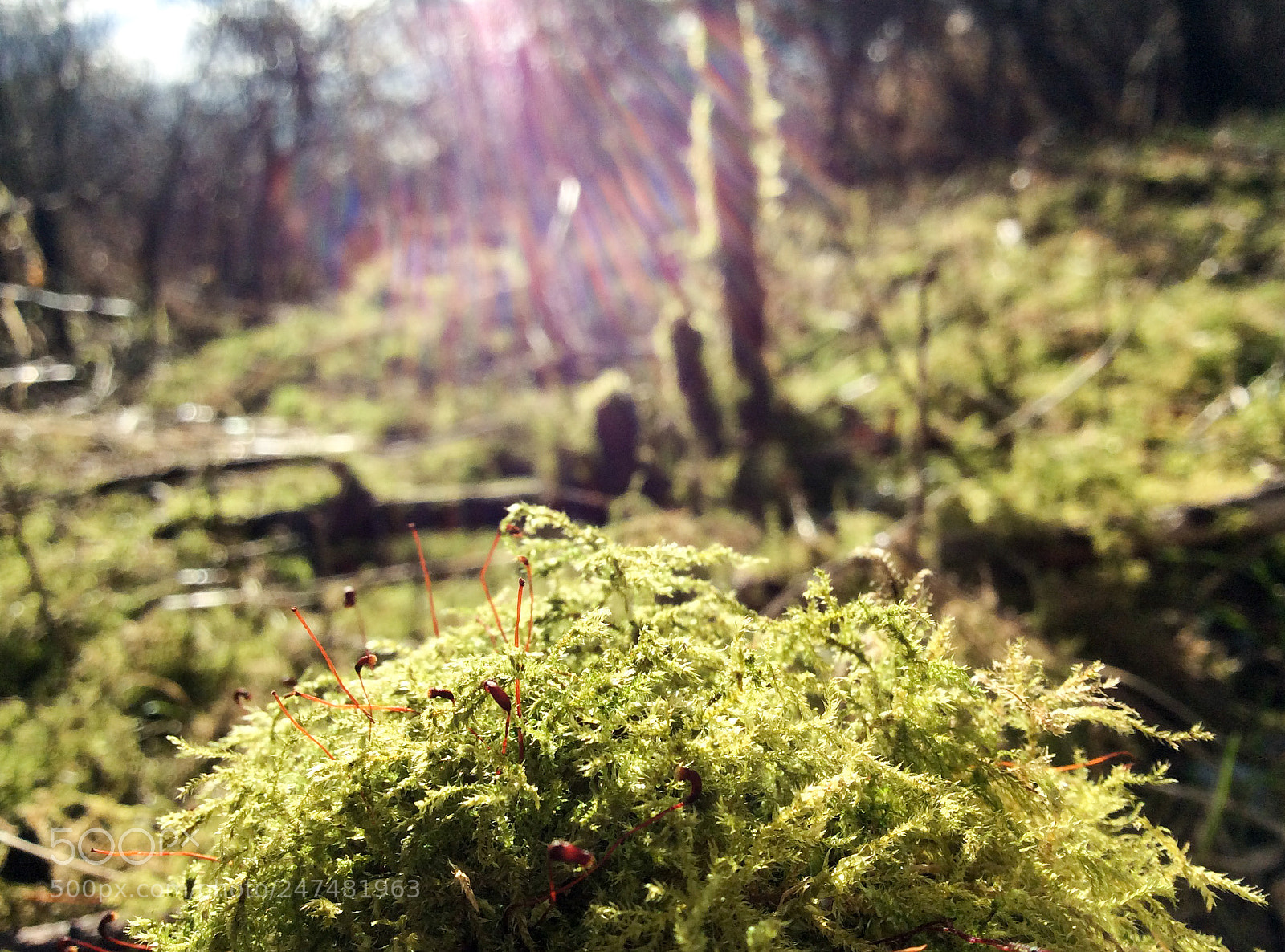 Apple iPad mini 2 sample photo. Moss hill photography